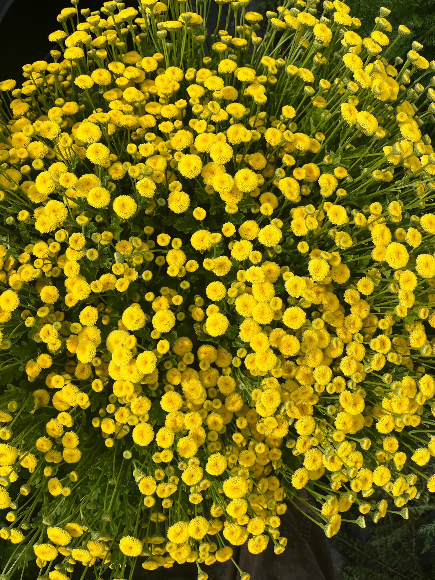 TANACETUM parthenium Vegmo Sunny Ball
