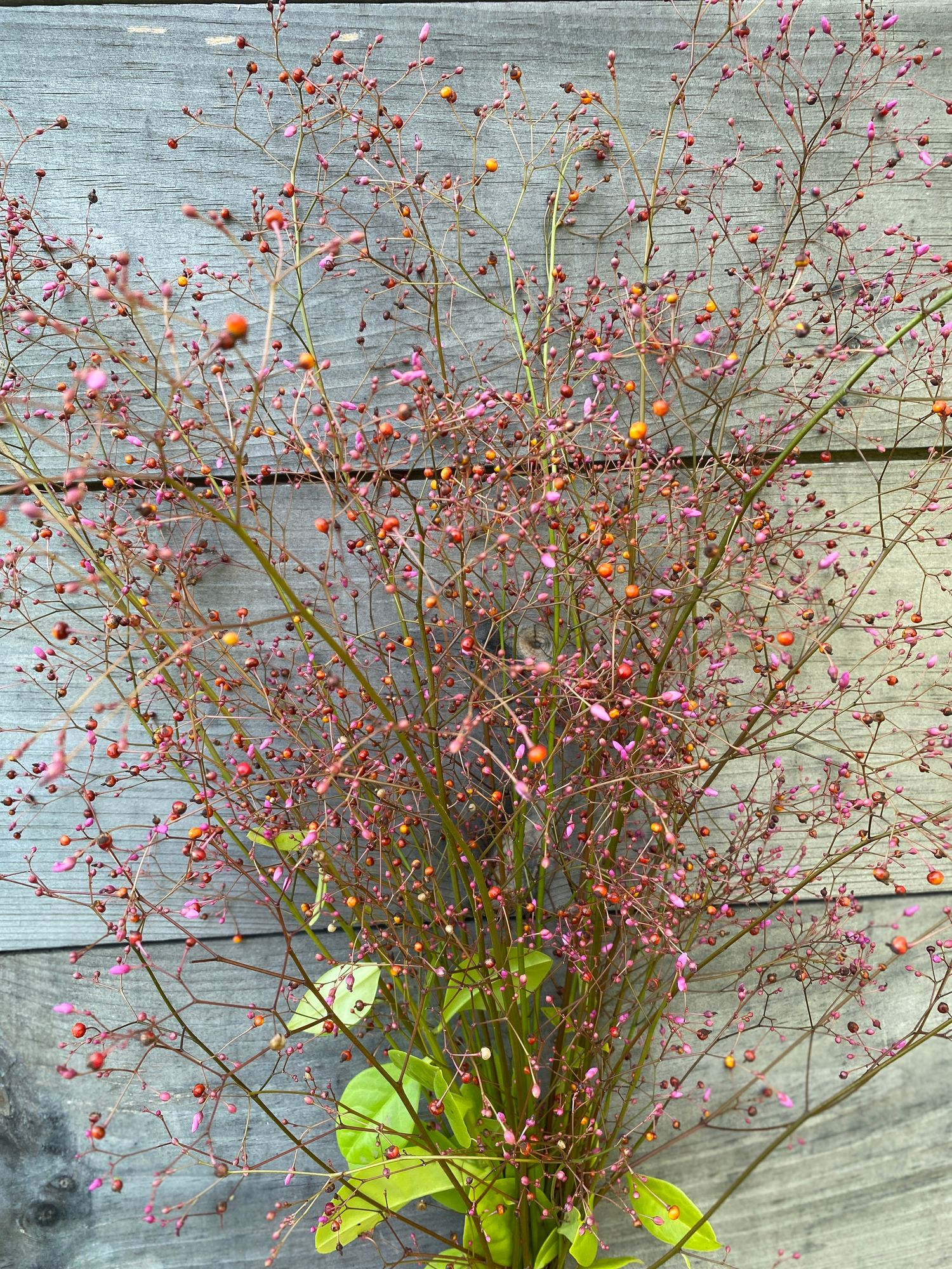 TALINUM paniculatum