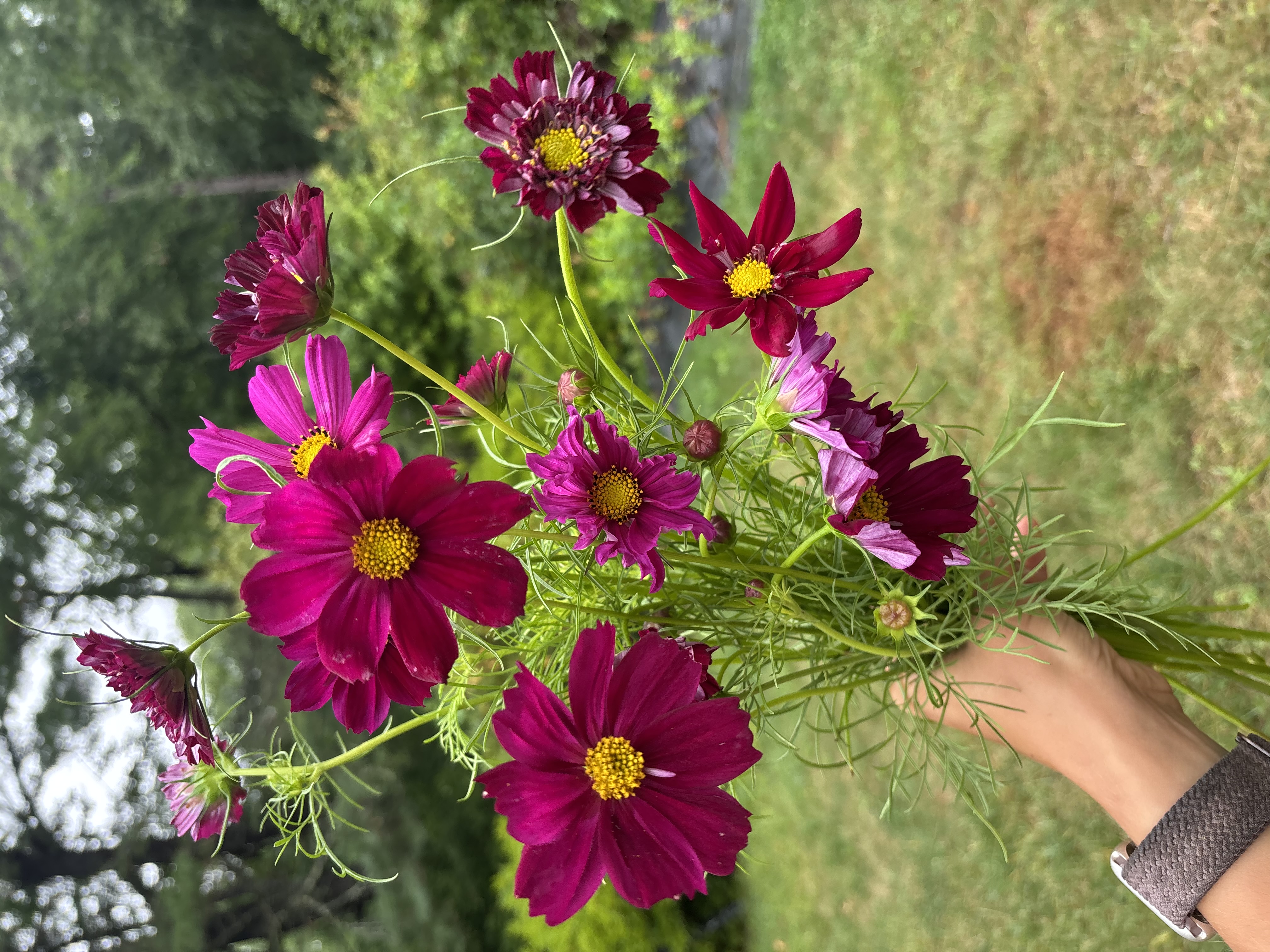 COSMOS bipinnatus Double Click Cranberry