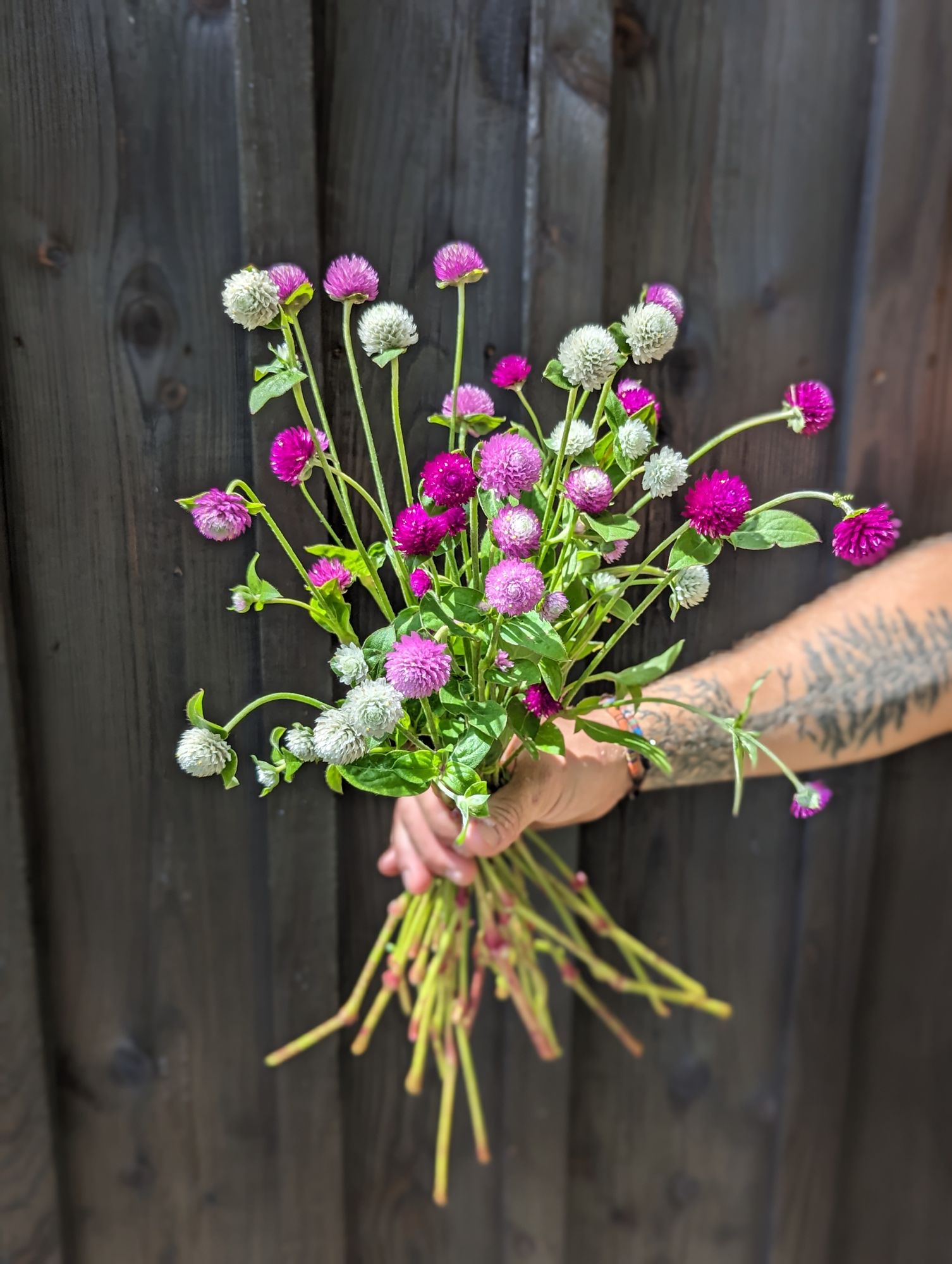 GOMPHRENA globosa Audray