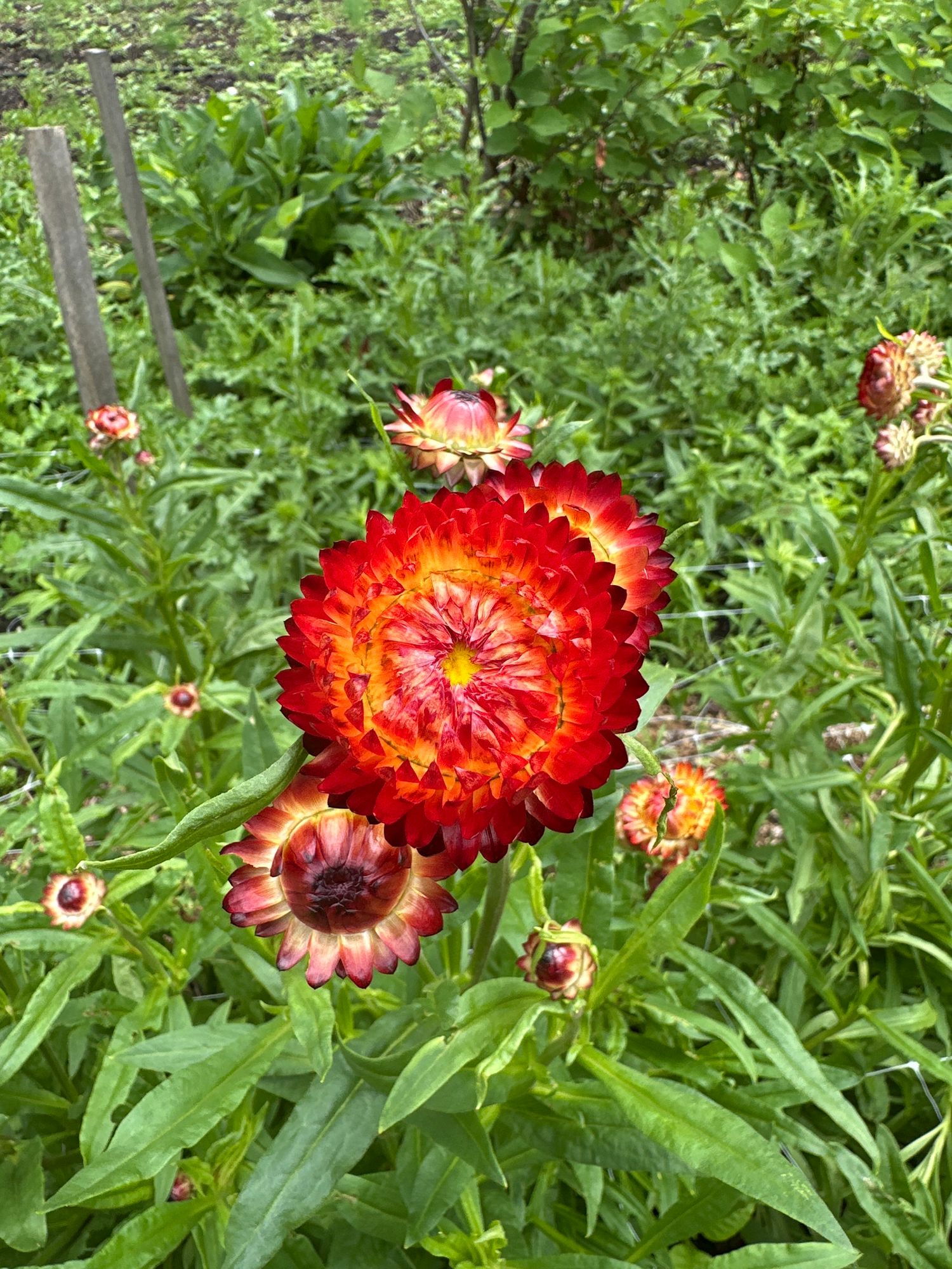 XEROCHRYSUM bracteatum Monstrosum Fireball
