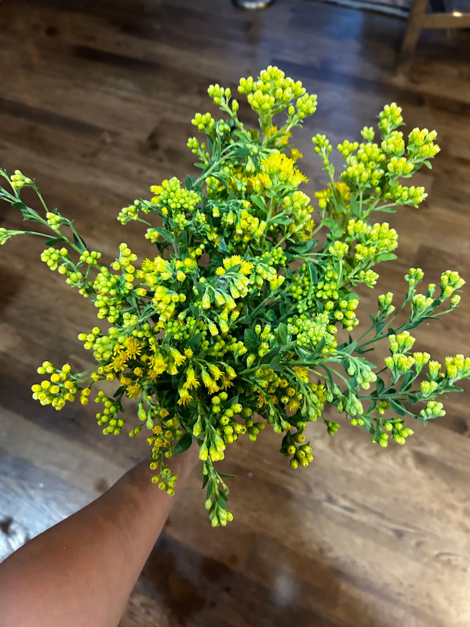 SOLIDAGO