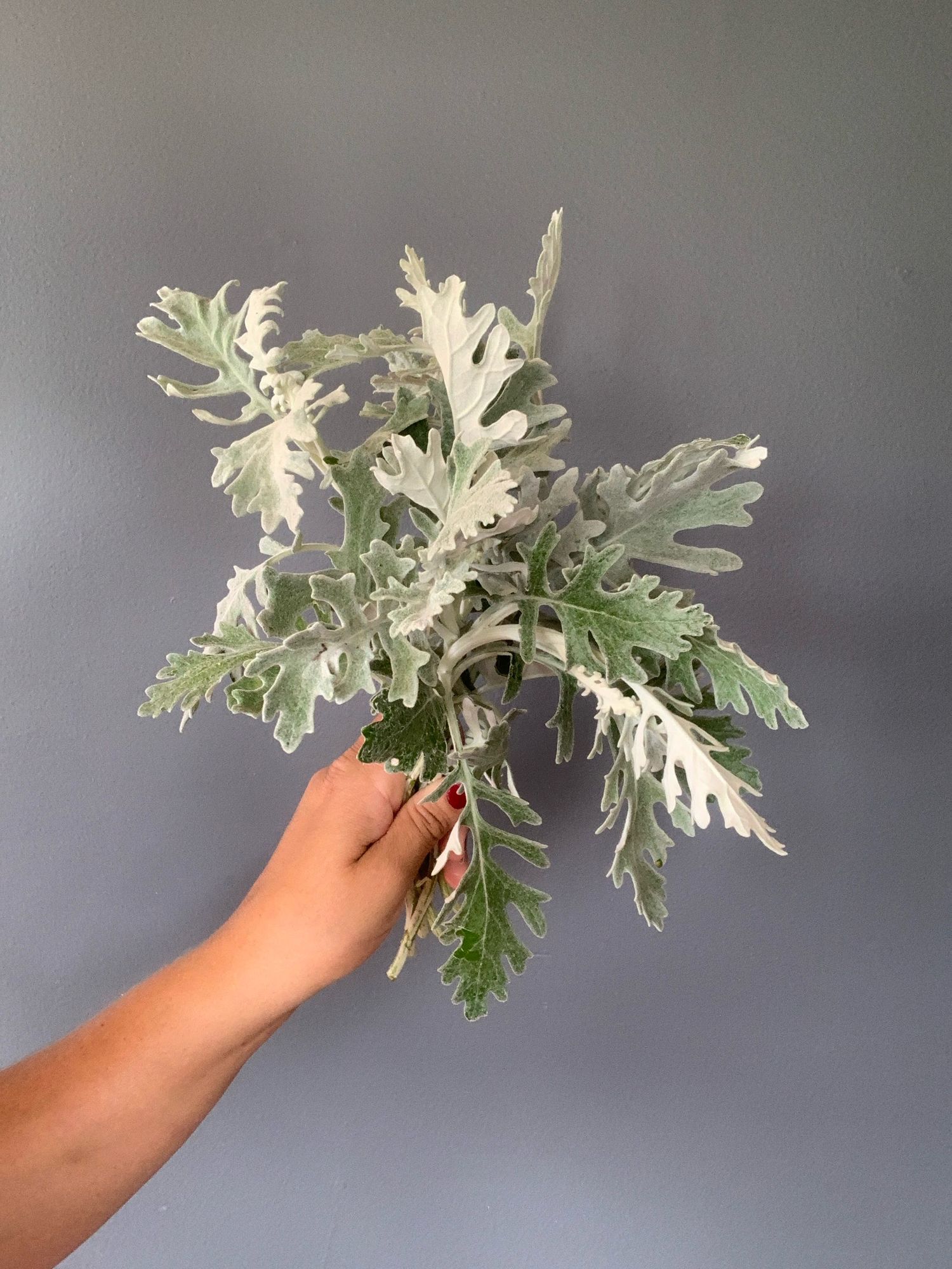SENECIO cineraria Candicans
