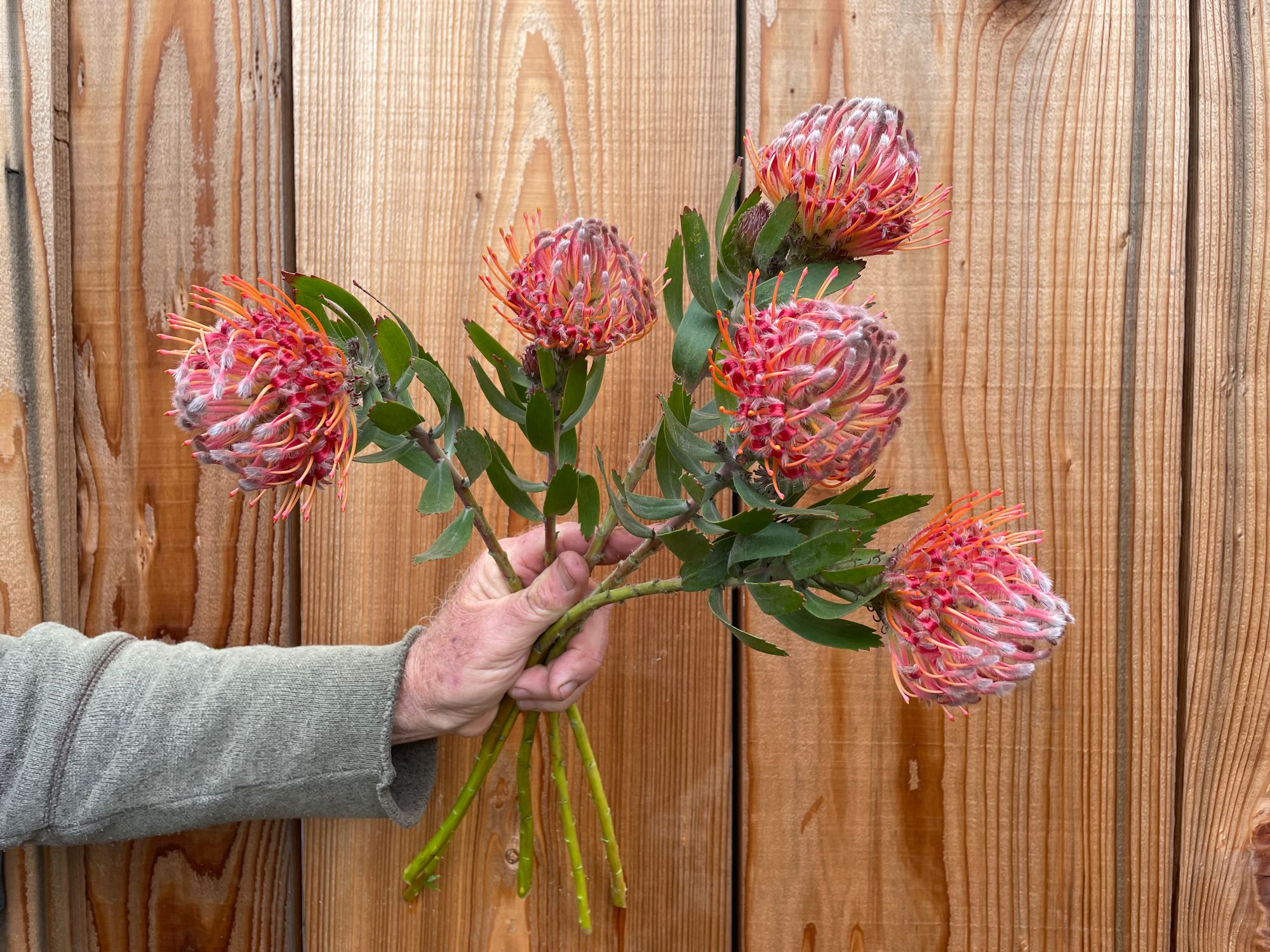 LEUCOSPERMUM