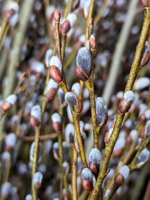 Salix- Pussy Willow