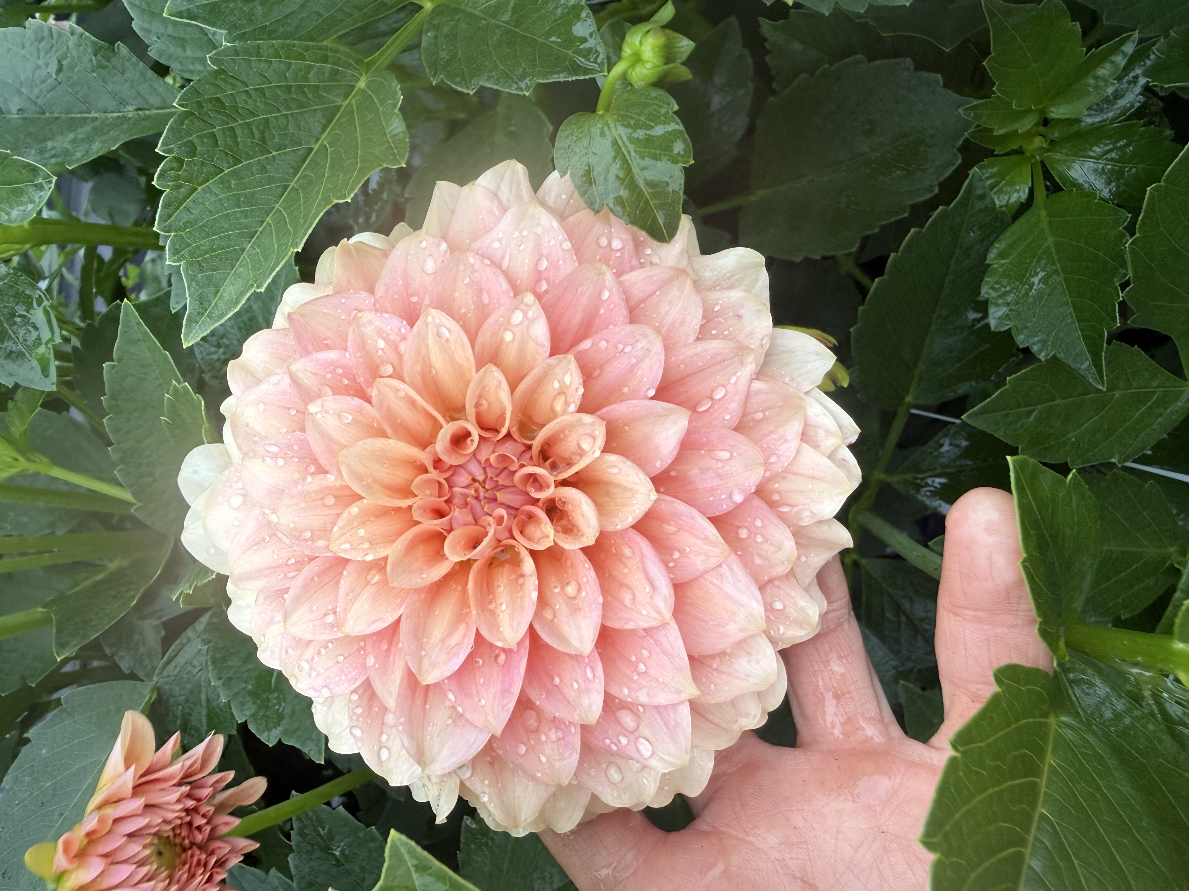 DAHLIA Decorative