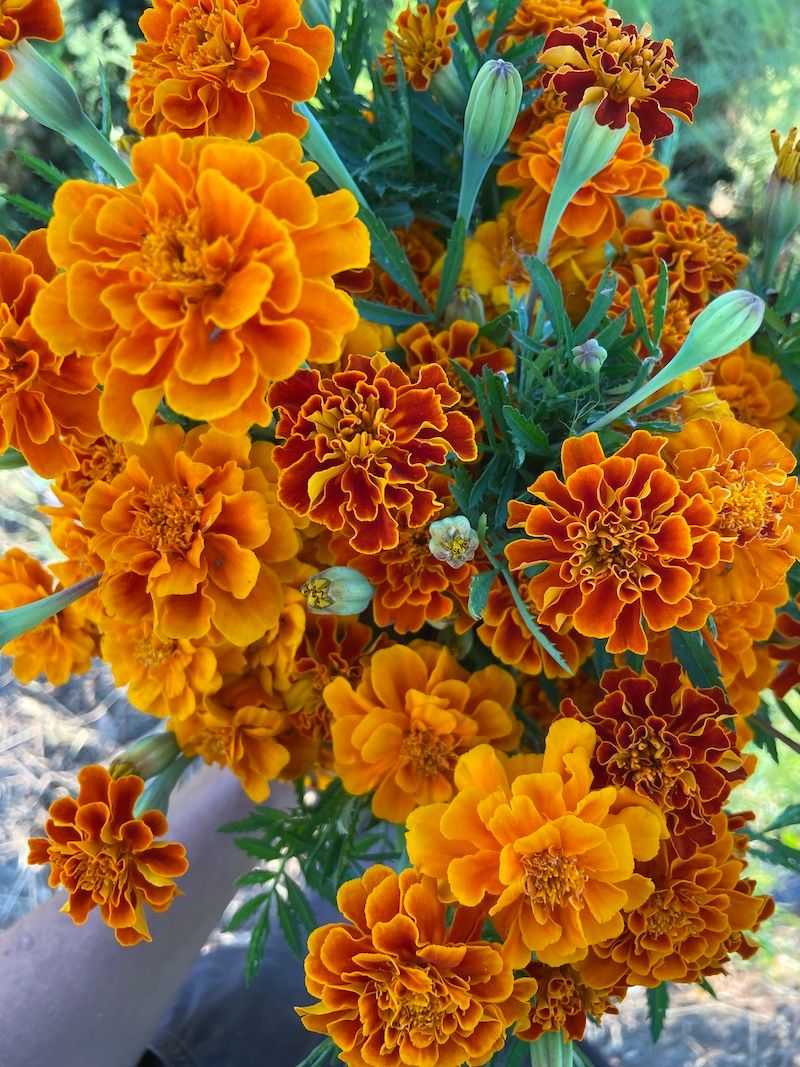 TAGETES patula Queen Sophia