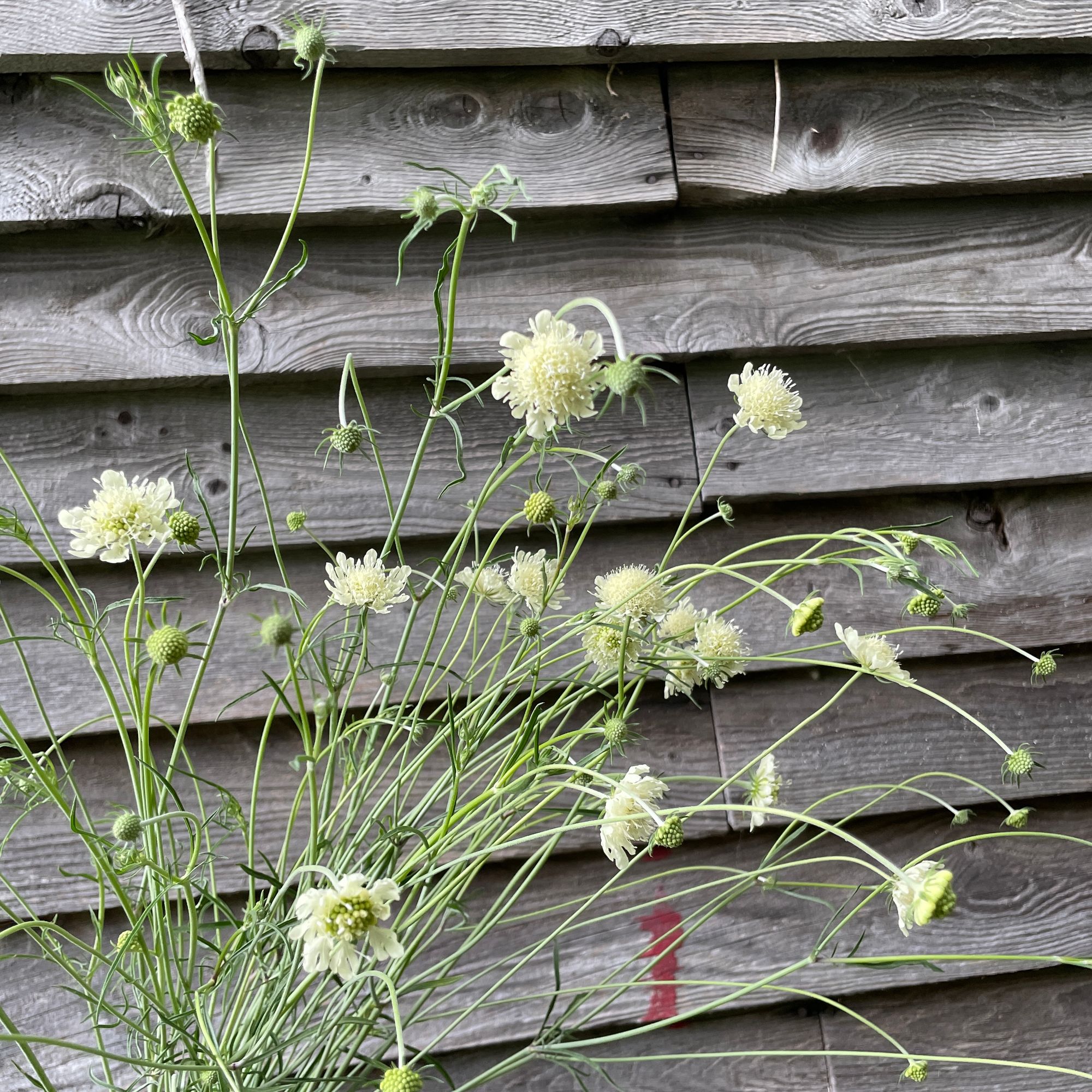 SCABIOSA ochroleuca