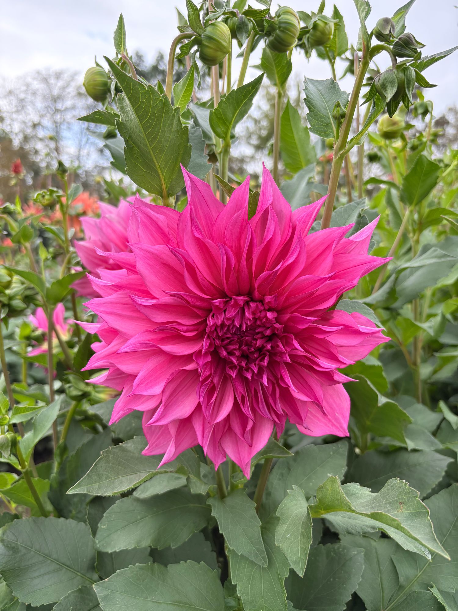 DAHLIA Cafe au Lait Rose