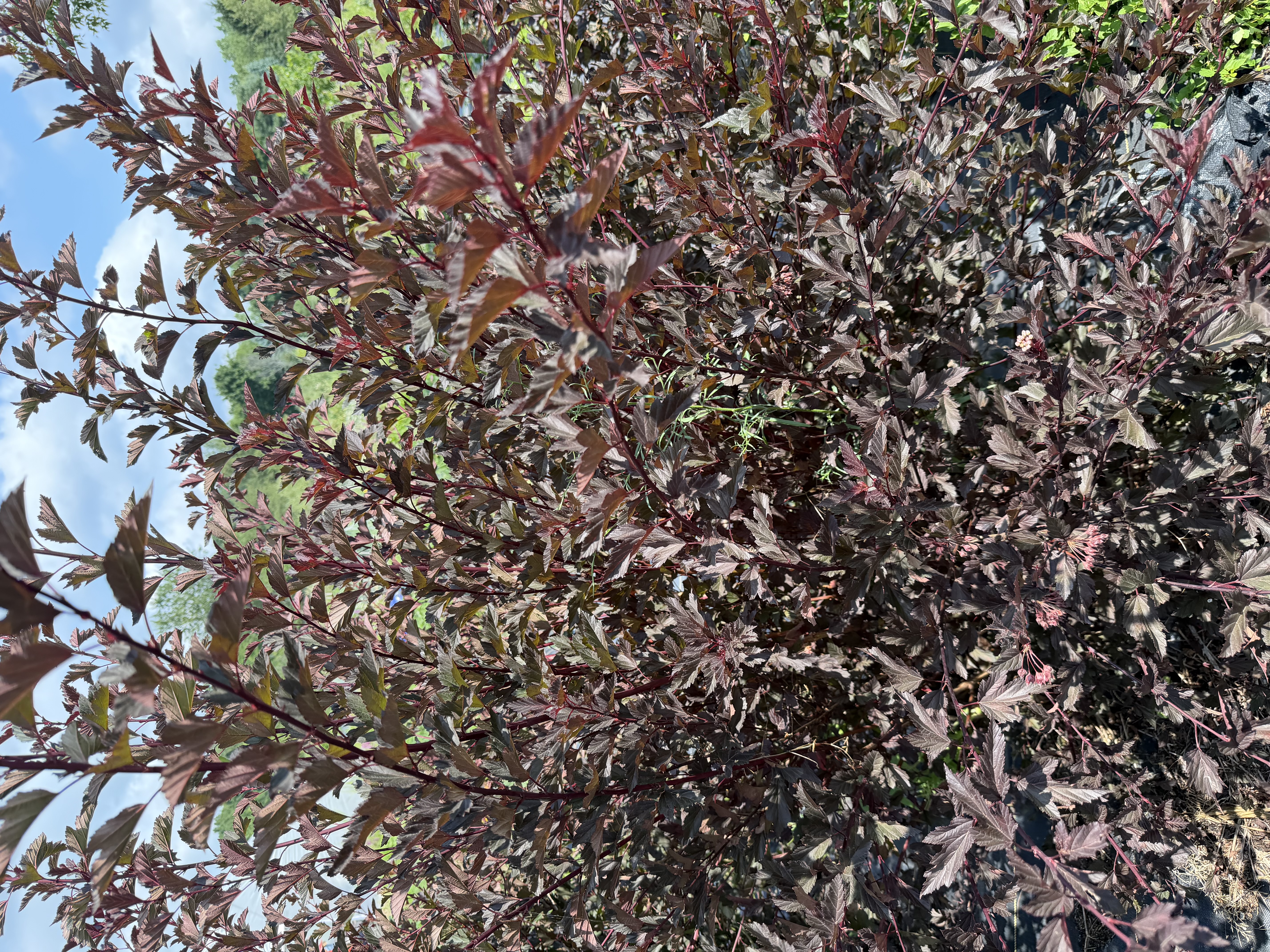 PHYSOCARPUS opulifolius