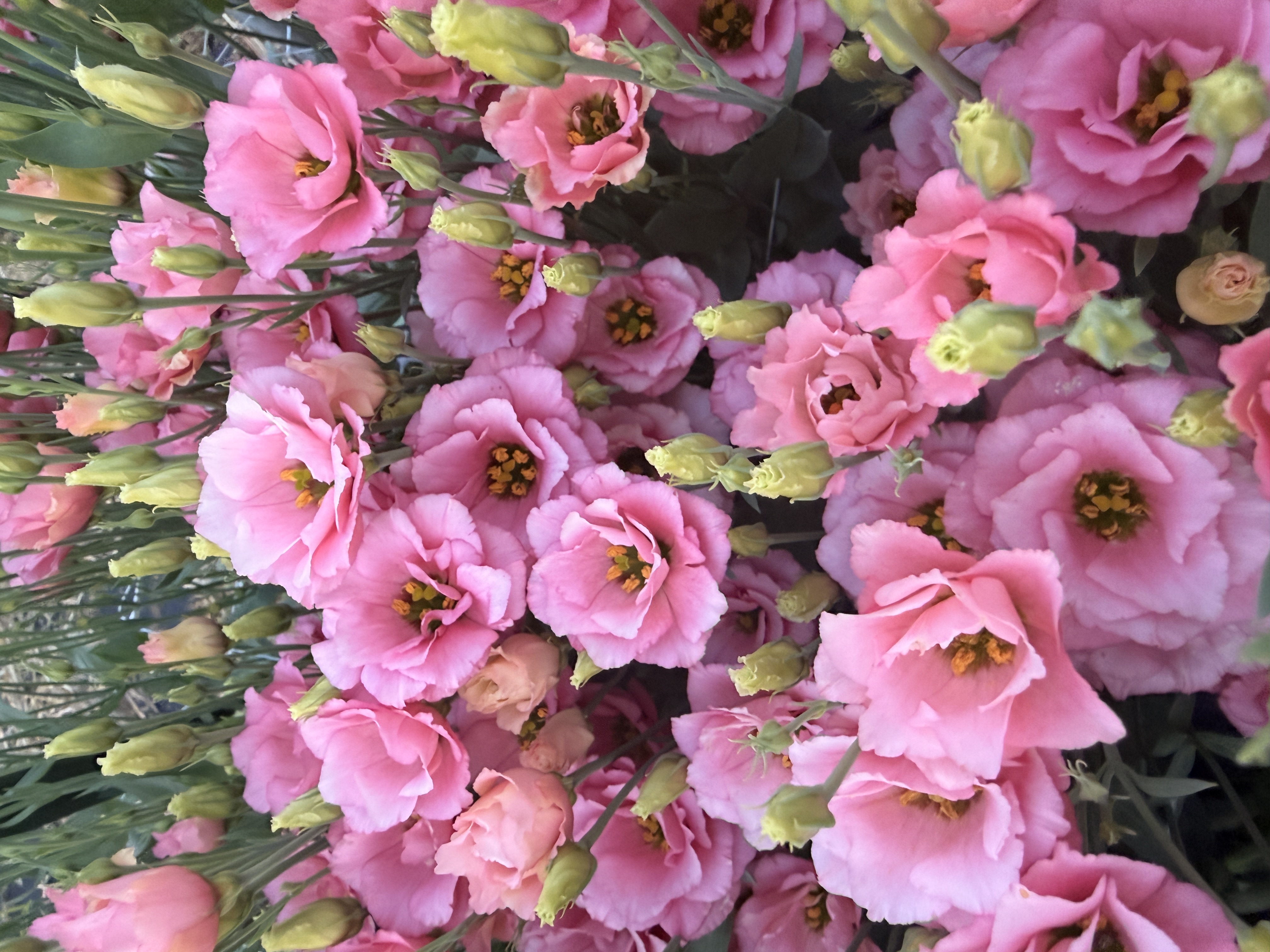 EUSTOMA grandiflorum Macherie Apricot