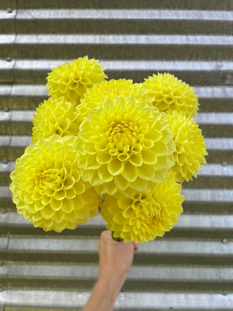 DAHLIA Ball