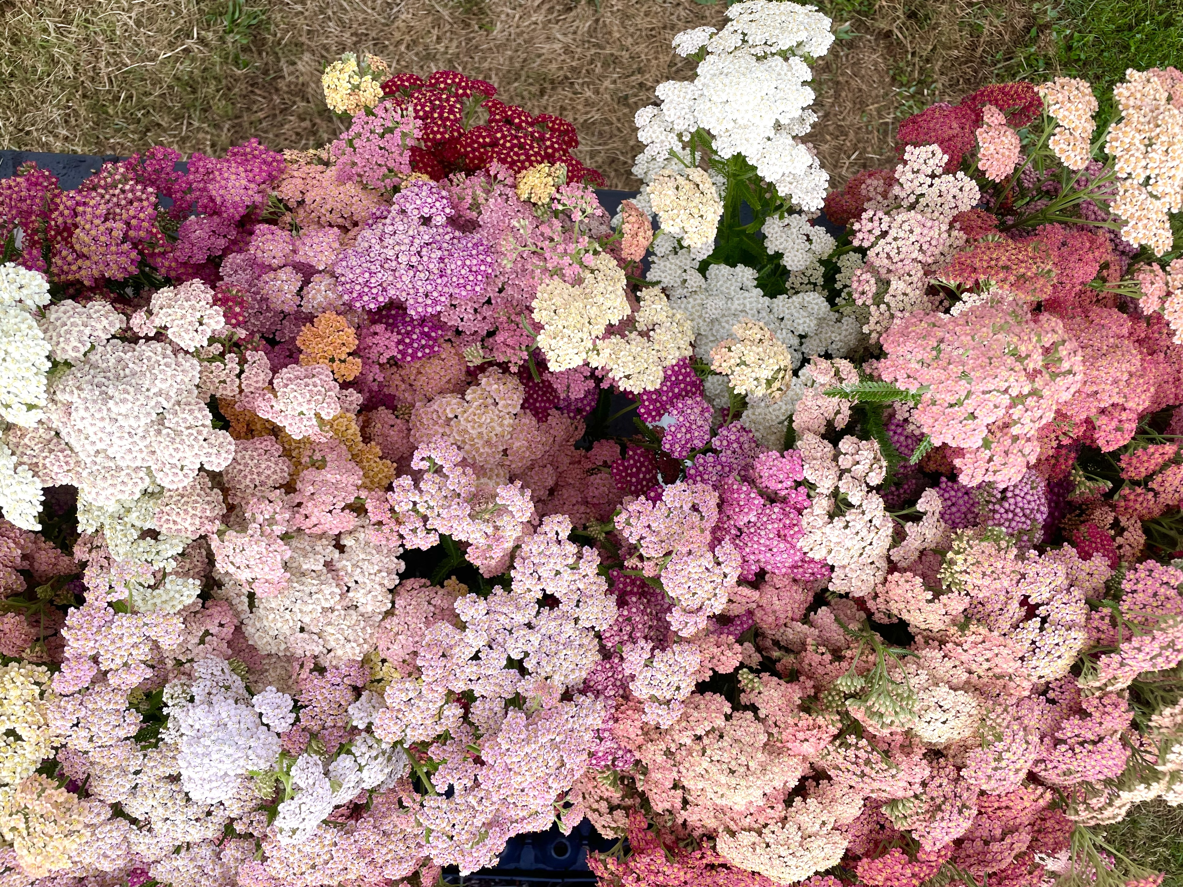 flORal Wholesale Banner