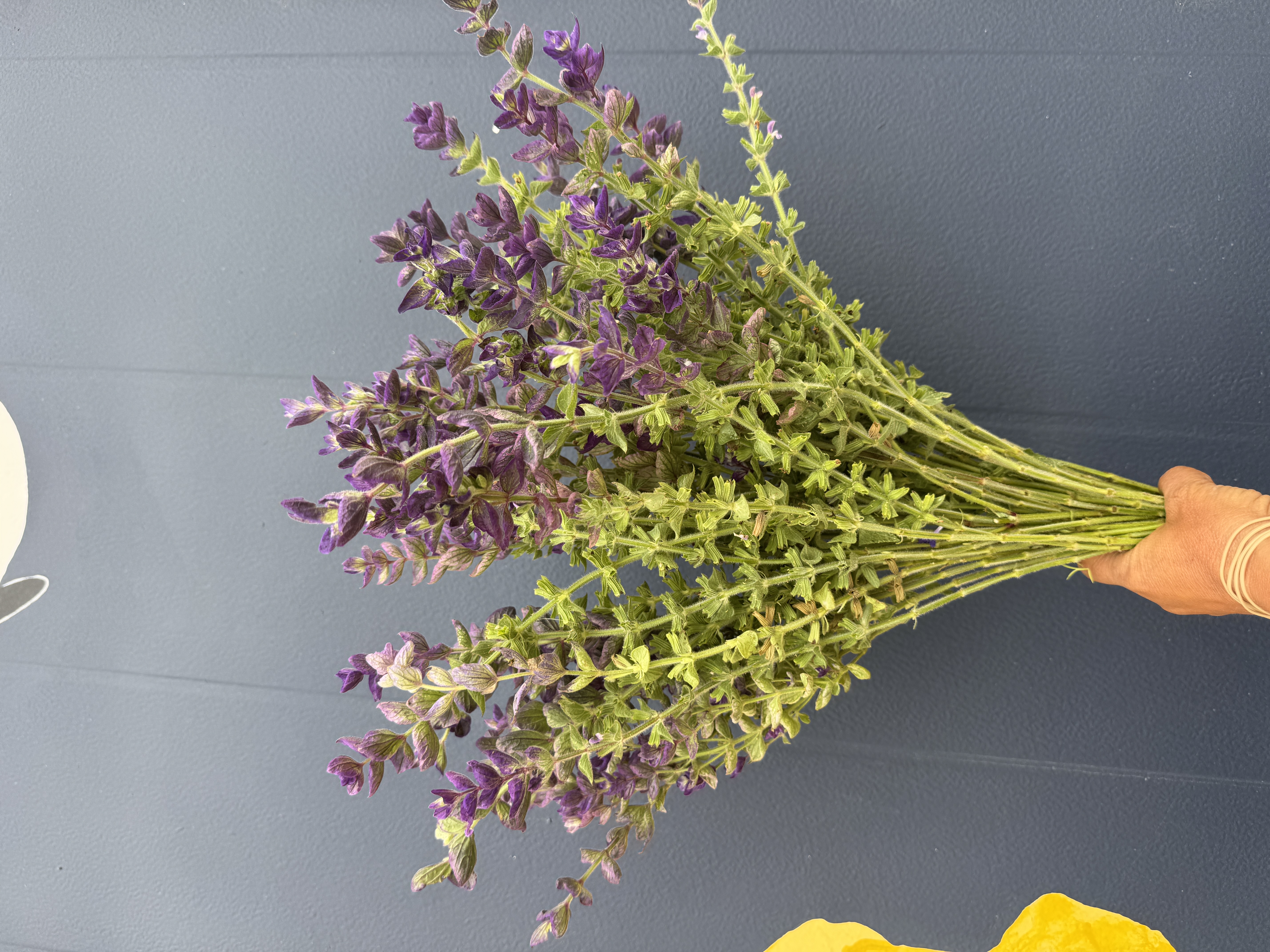 SALVIA horminum