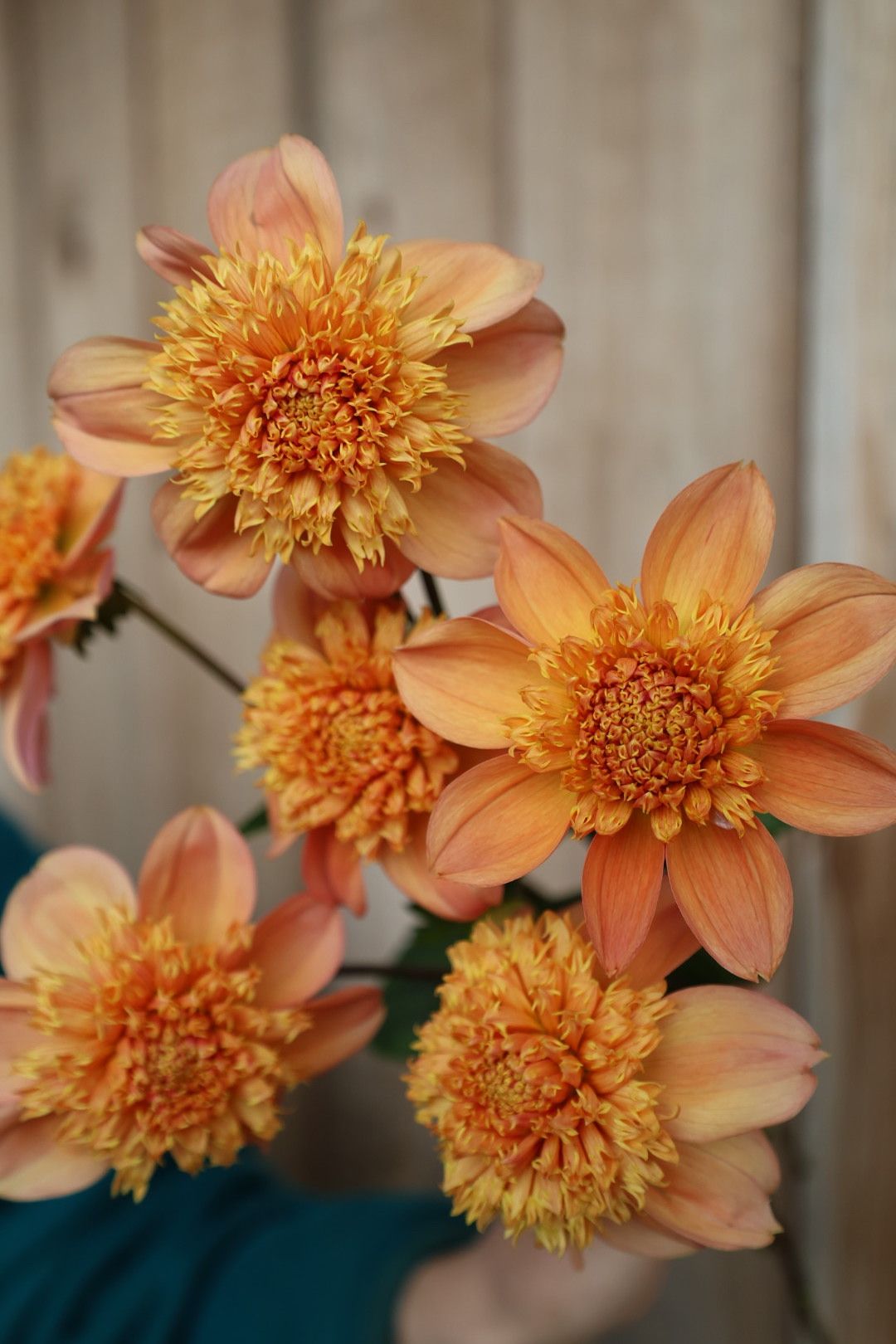 DAHLIA Sandia Brocade