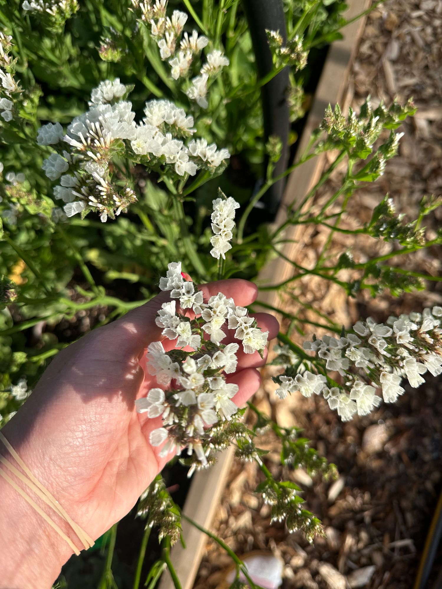 LIMONIUM latifolium