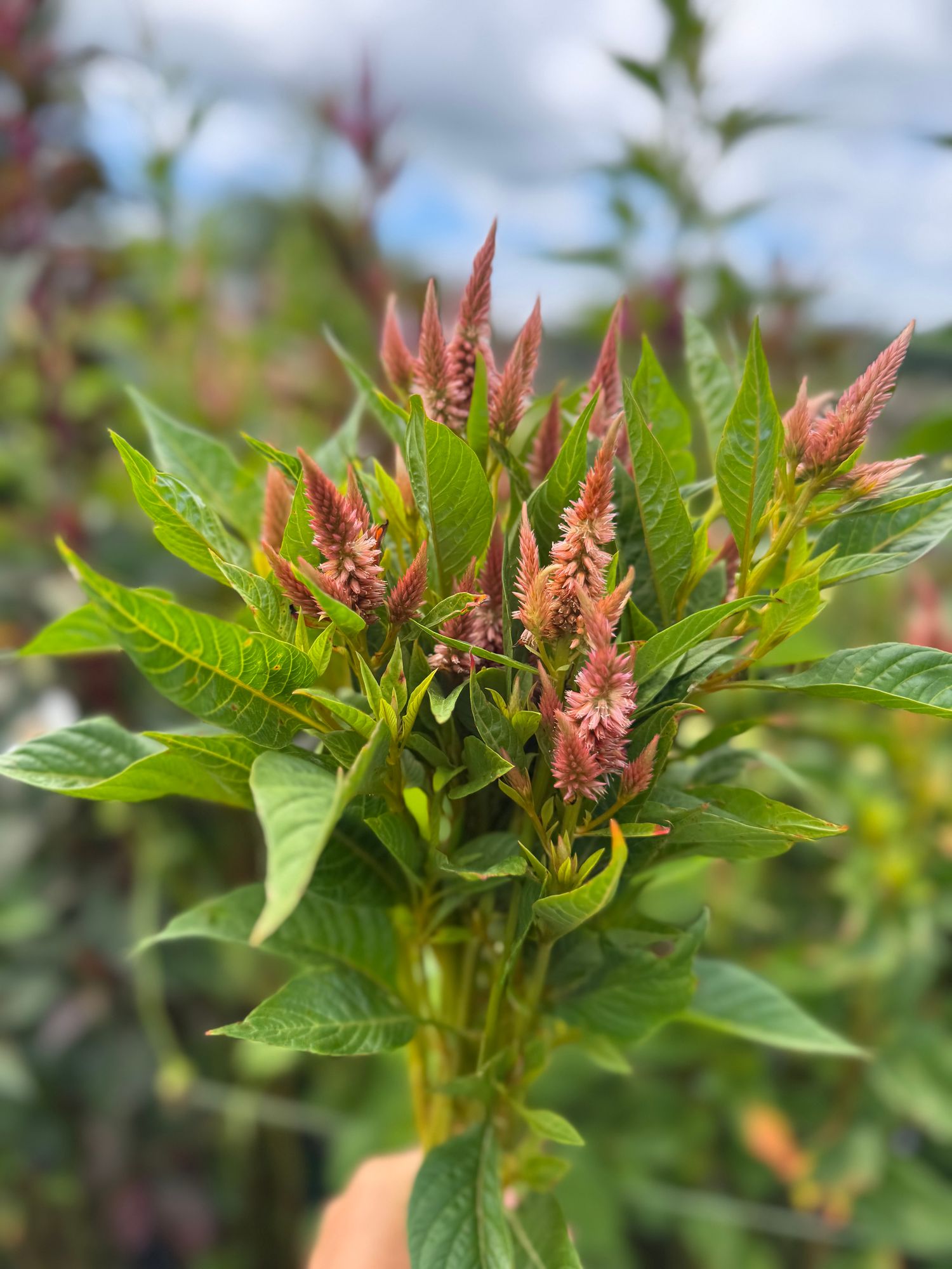 CELOSIA argentea spicata Celway Terracotta