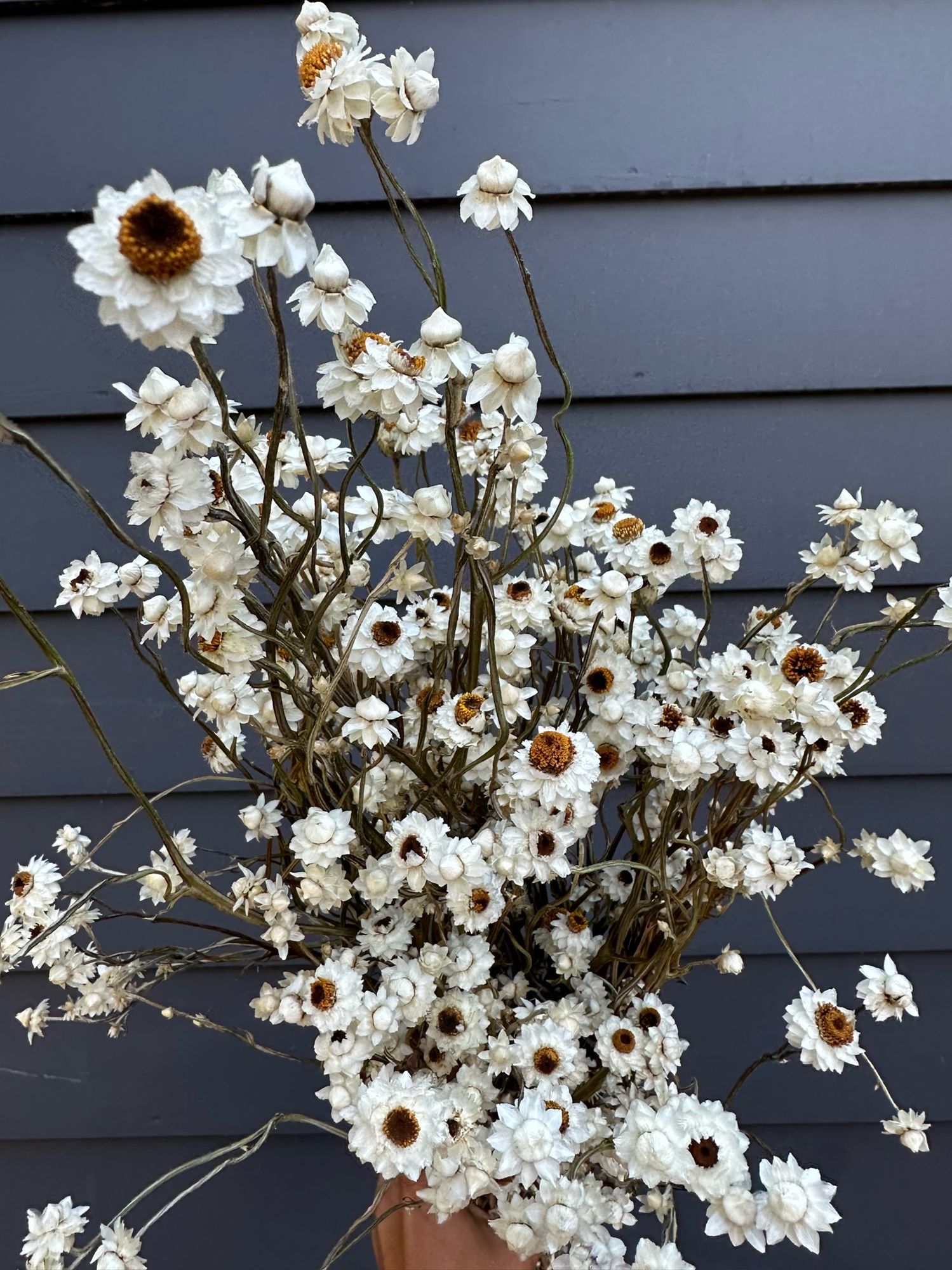 AMMOBIUM alatum
