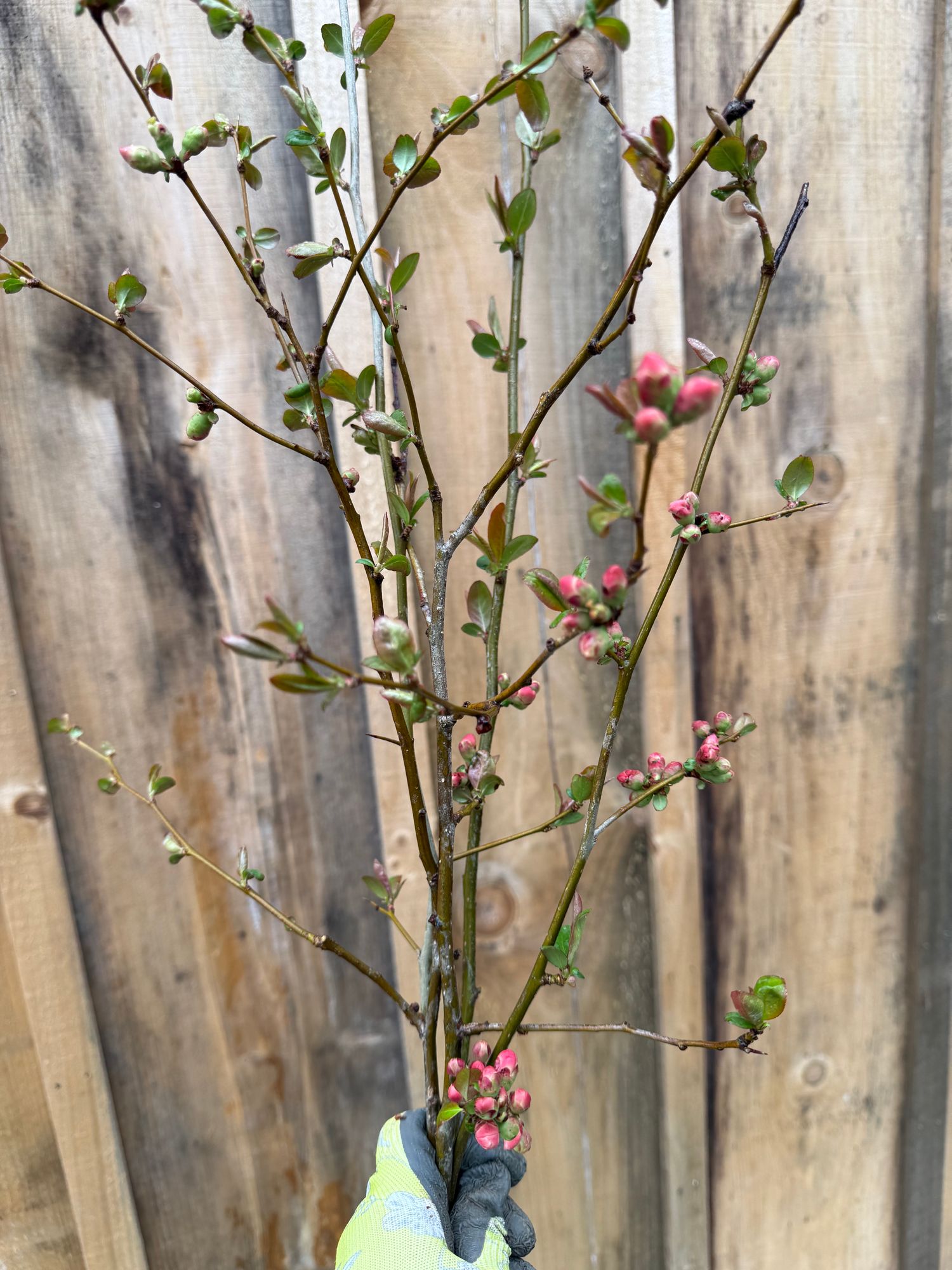 CHAENOMELES speciosa