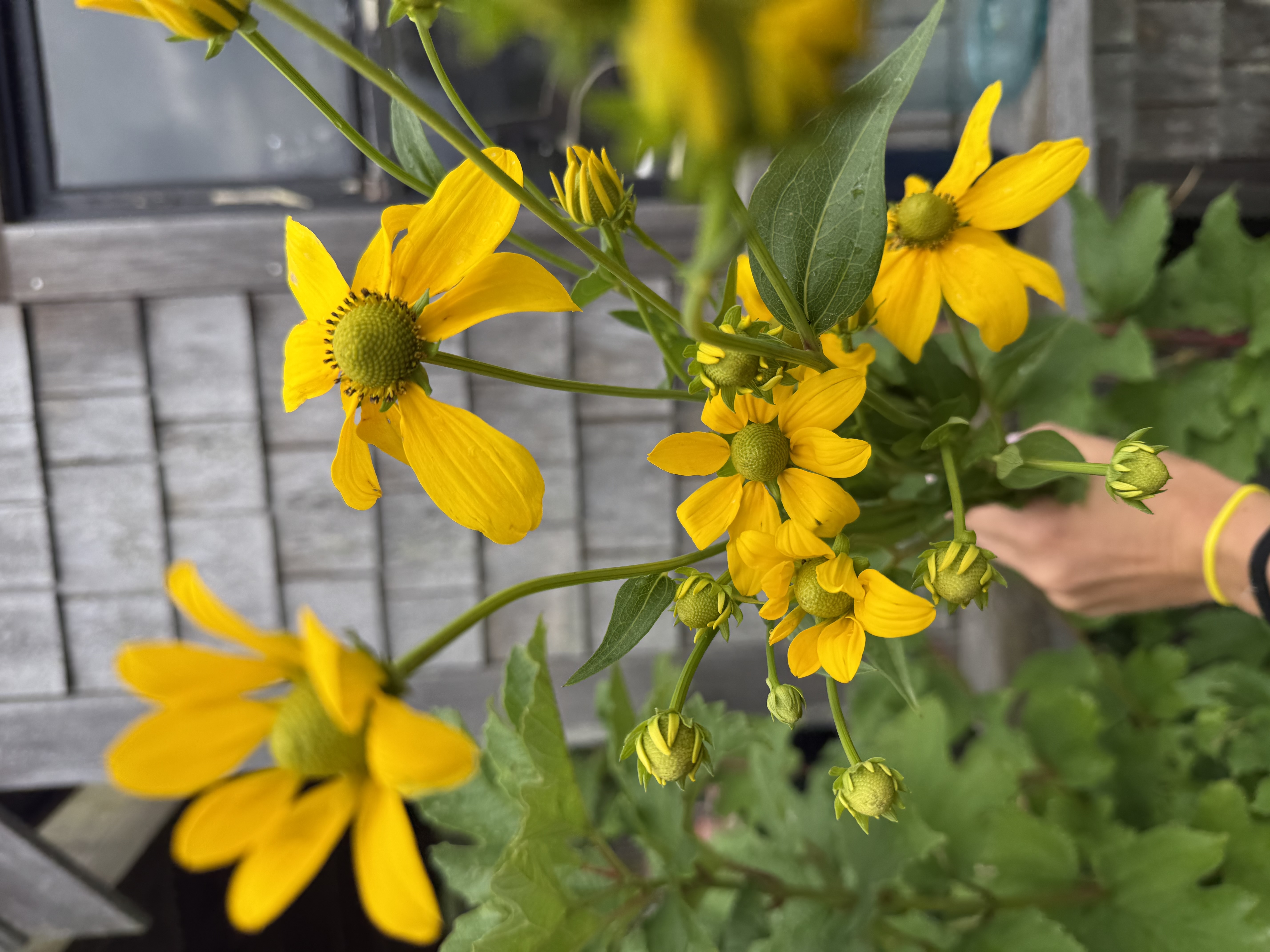 RUDBECKIA hirta