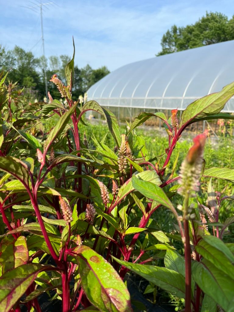 CELOSIA argentea var. cristata