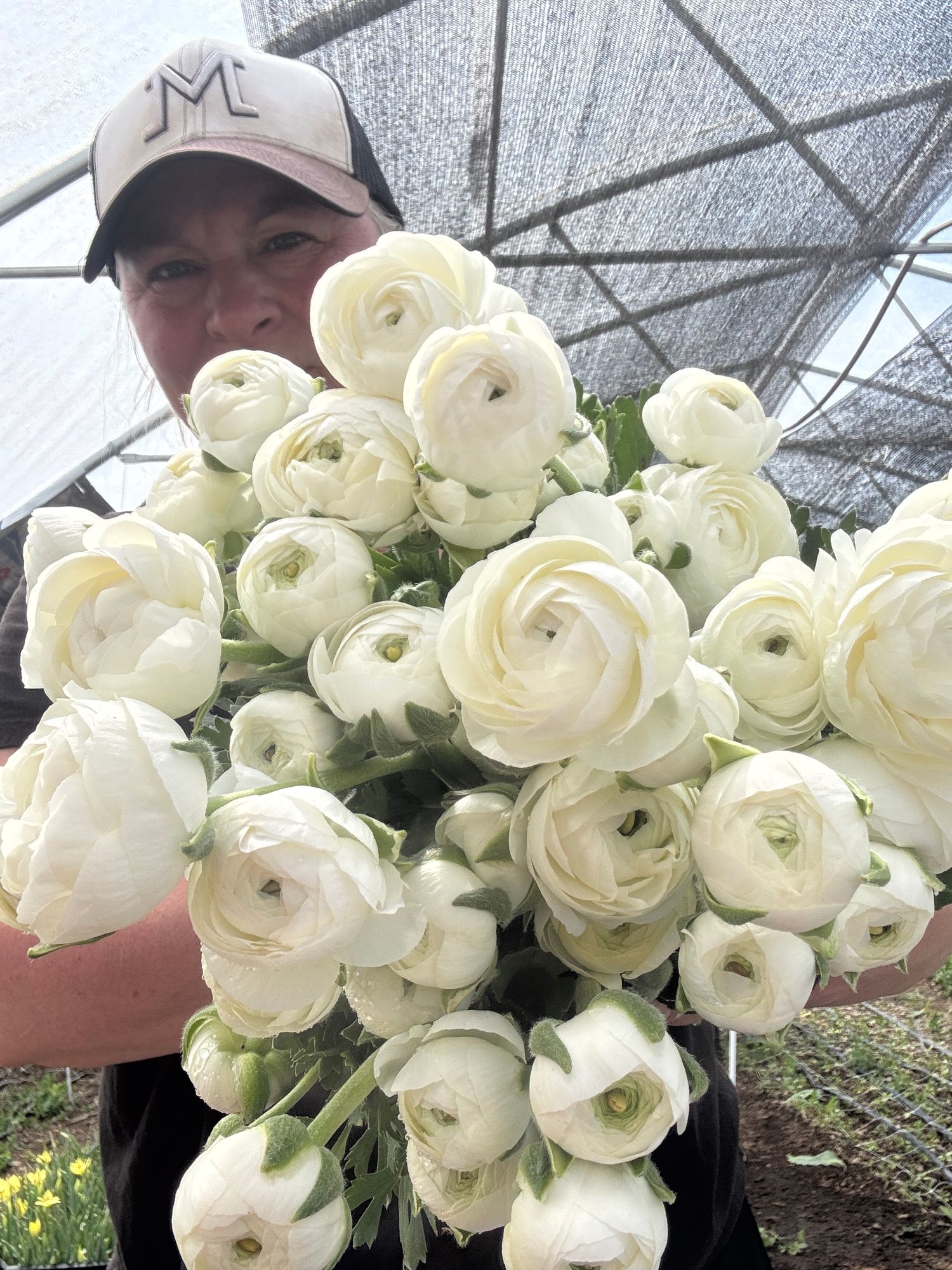 RANUNCULUS Half Clone Iceberg