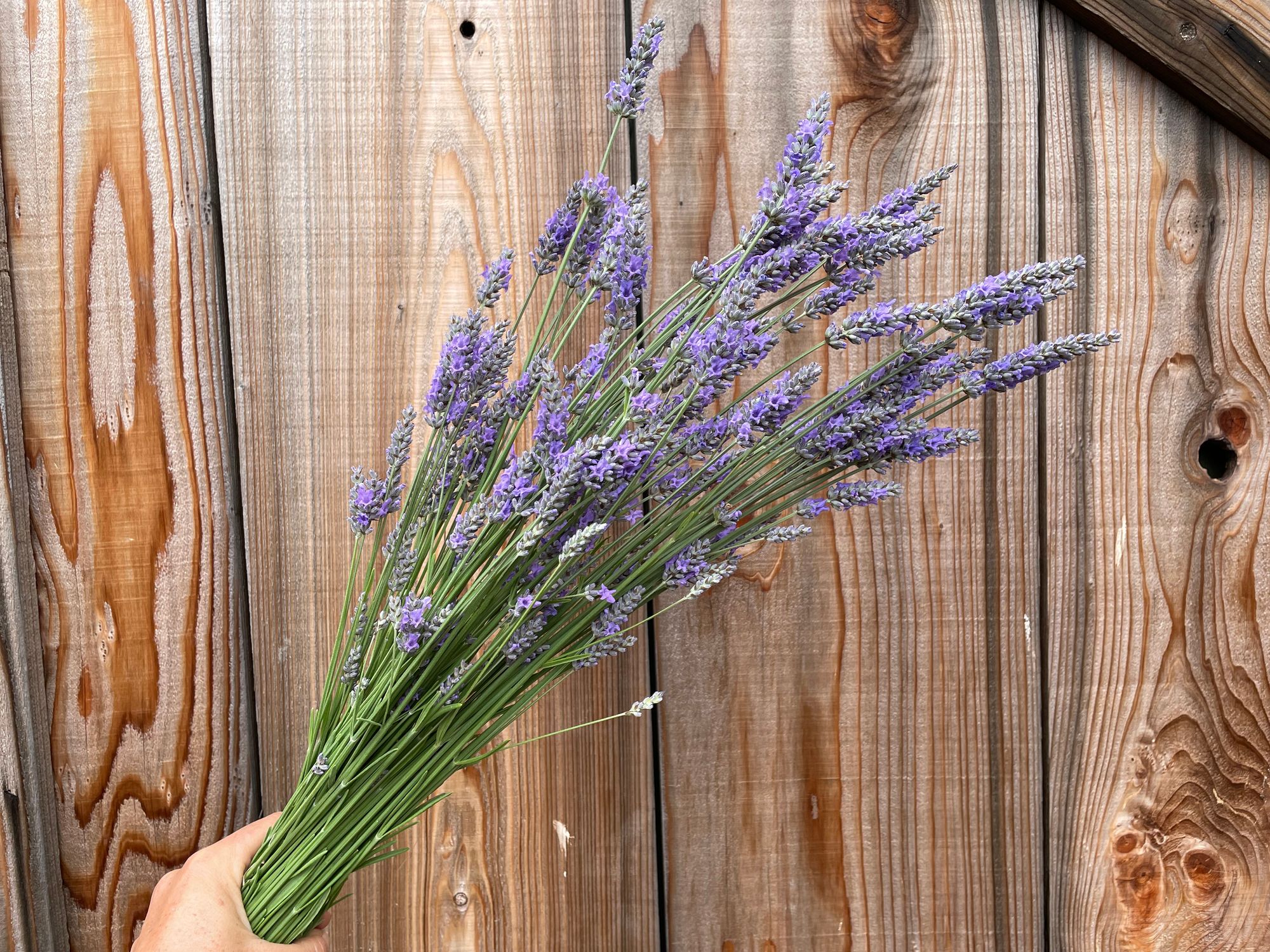 LAVENDULA x intermedia Grosso