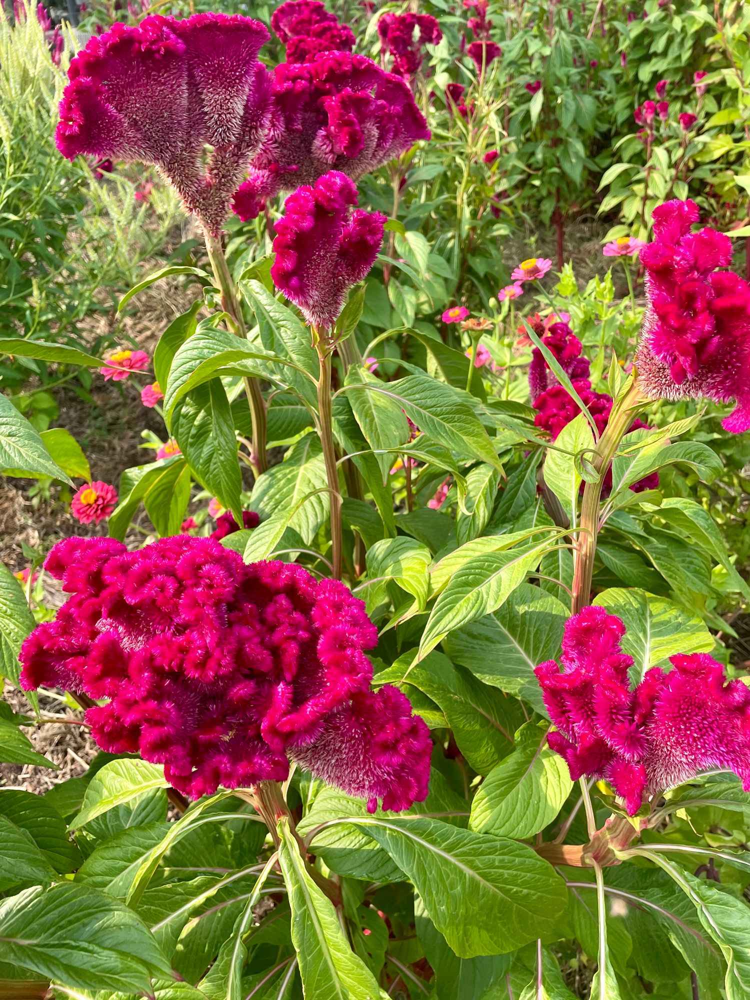 CELOSIA
