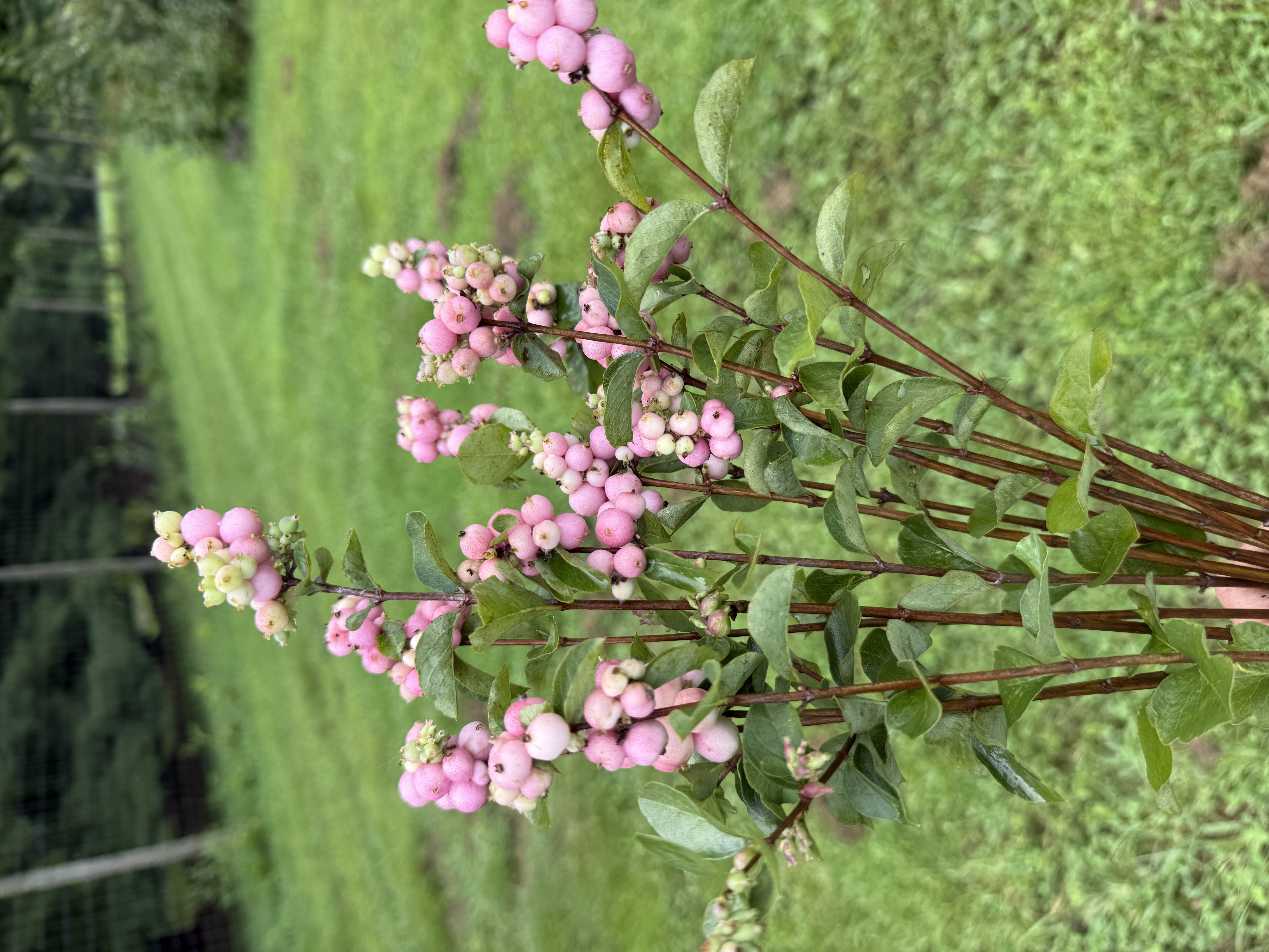 SYMPHORICARPOS x doorenbosii Magical Pink Elegance