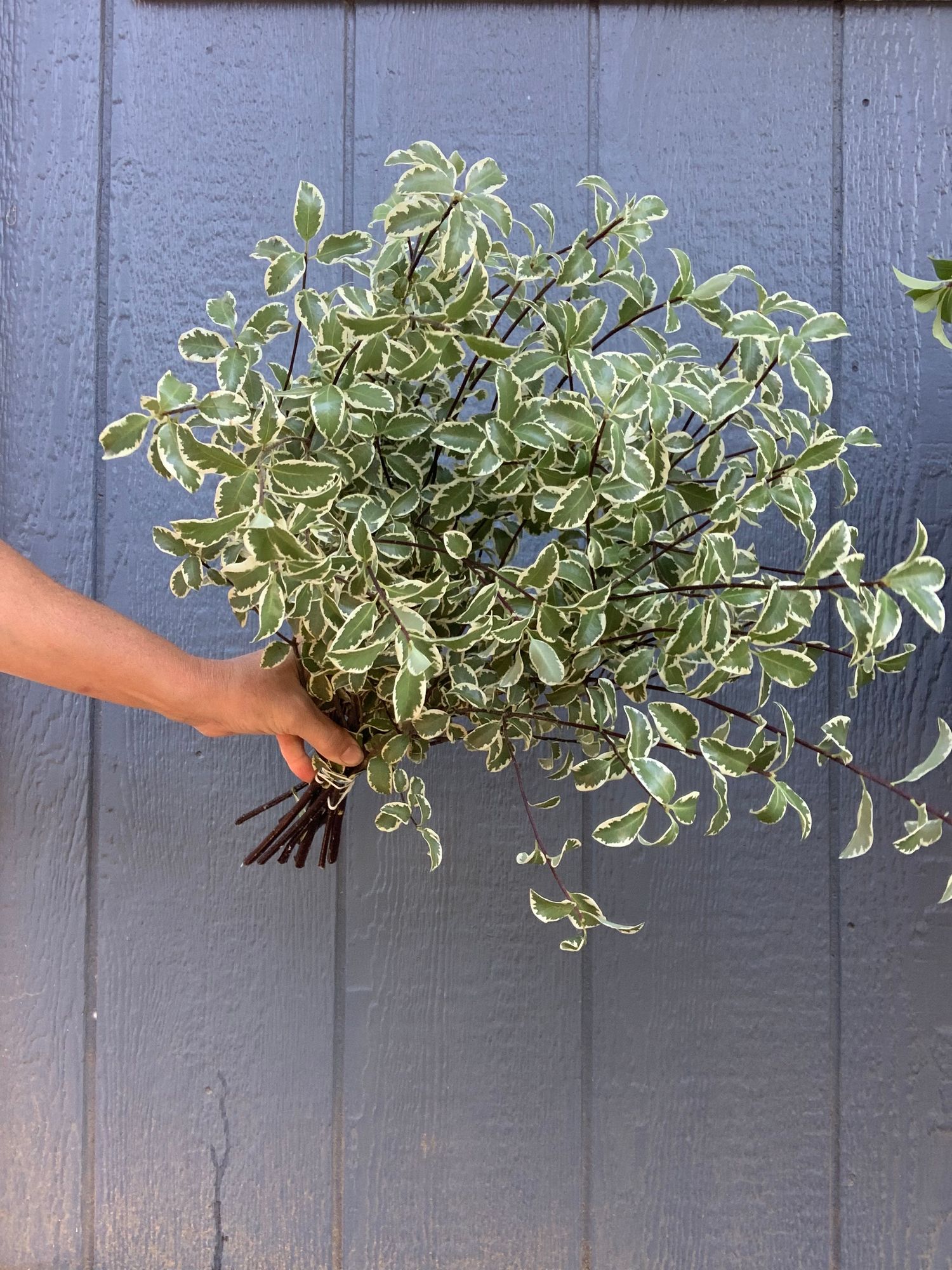 PITTOSPORUM tobira Variegatum