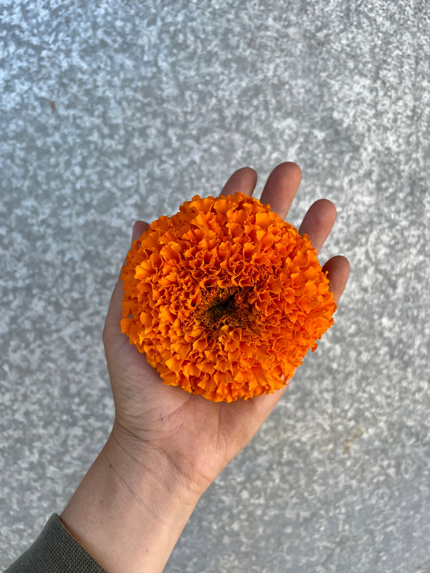 TAGETES erecta