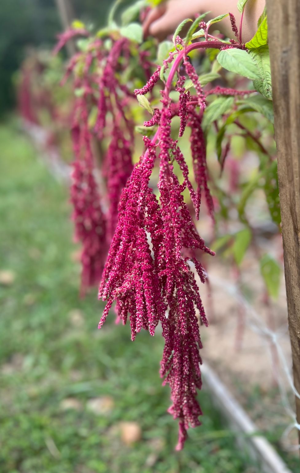 AMARANTHUS caudatus Love-Lies-Bleeding