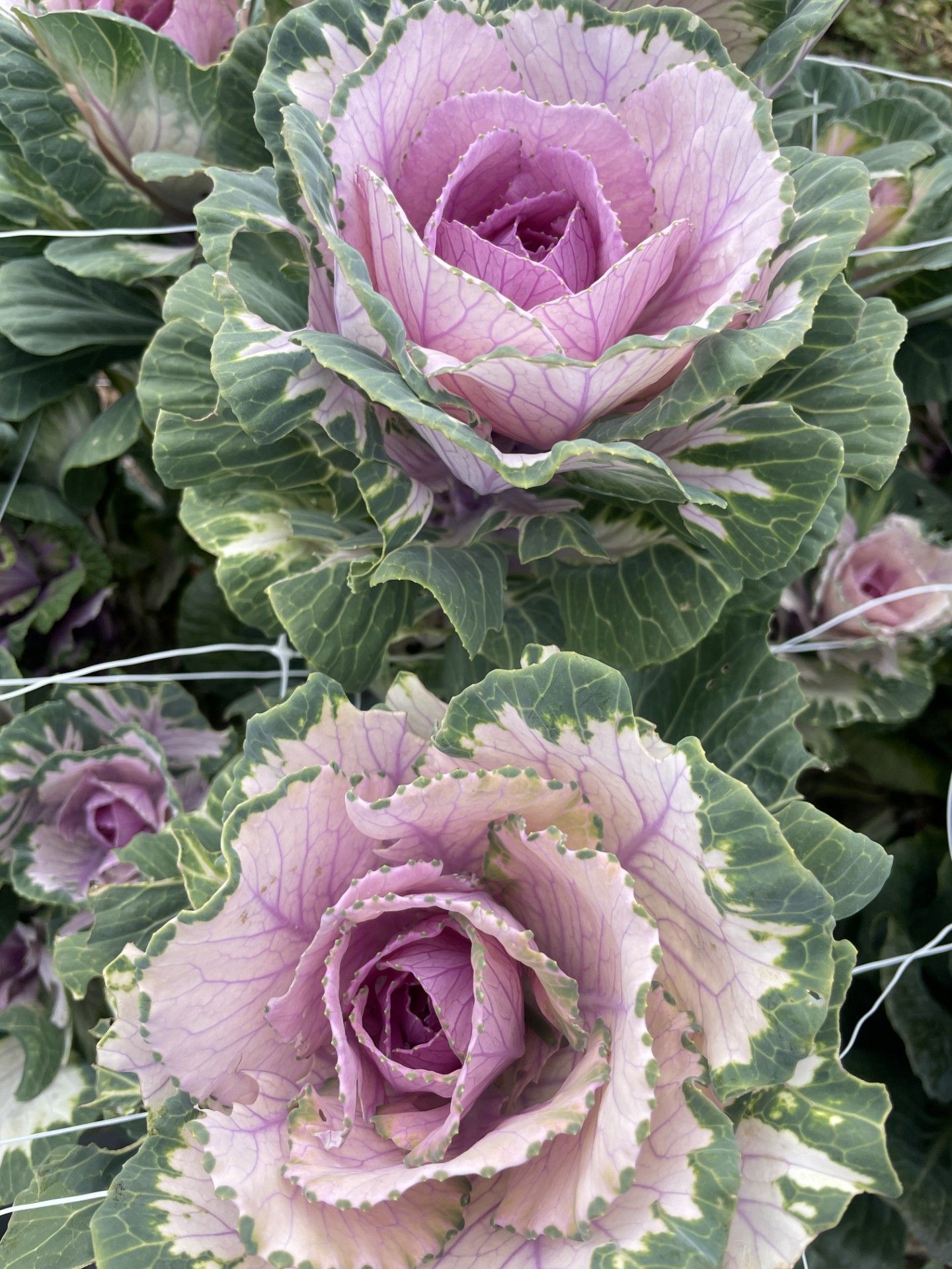 BRASSICA oleracea Crane Pink
