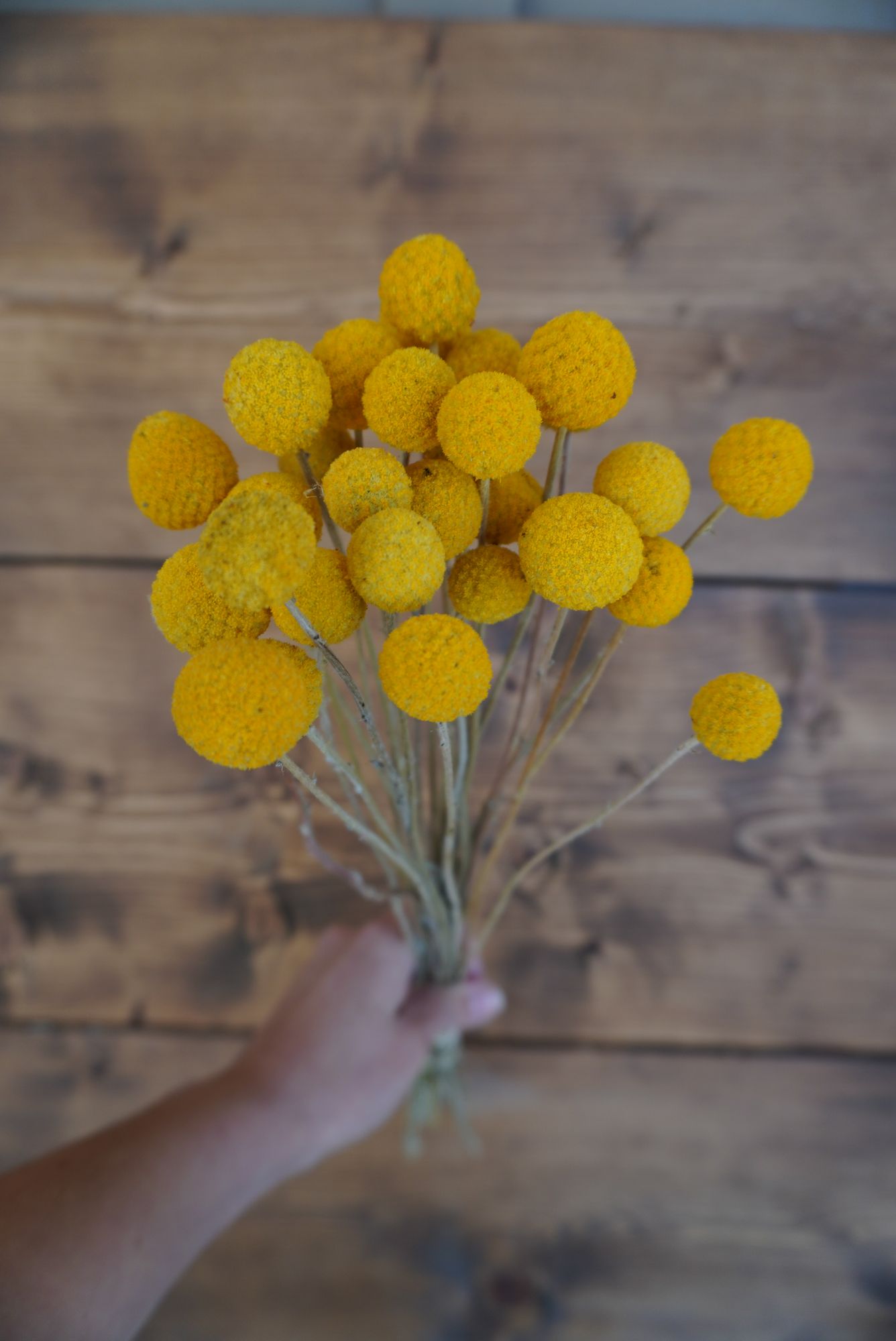 CRASPEDIA globosa Sun Ball