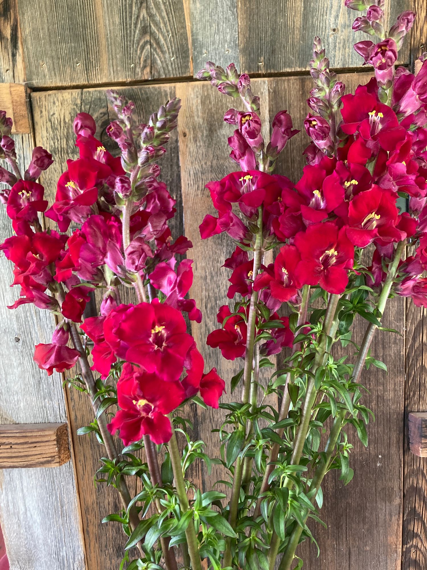 ANTIRRHINUM majus Chantilly Velvet