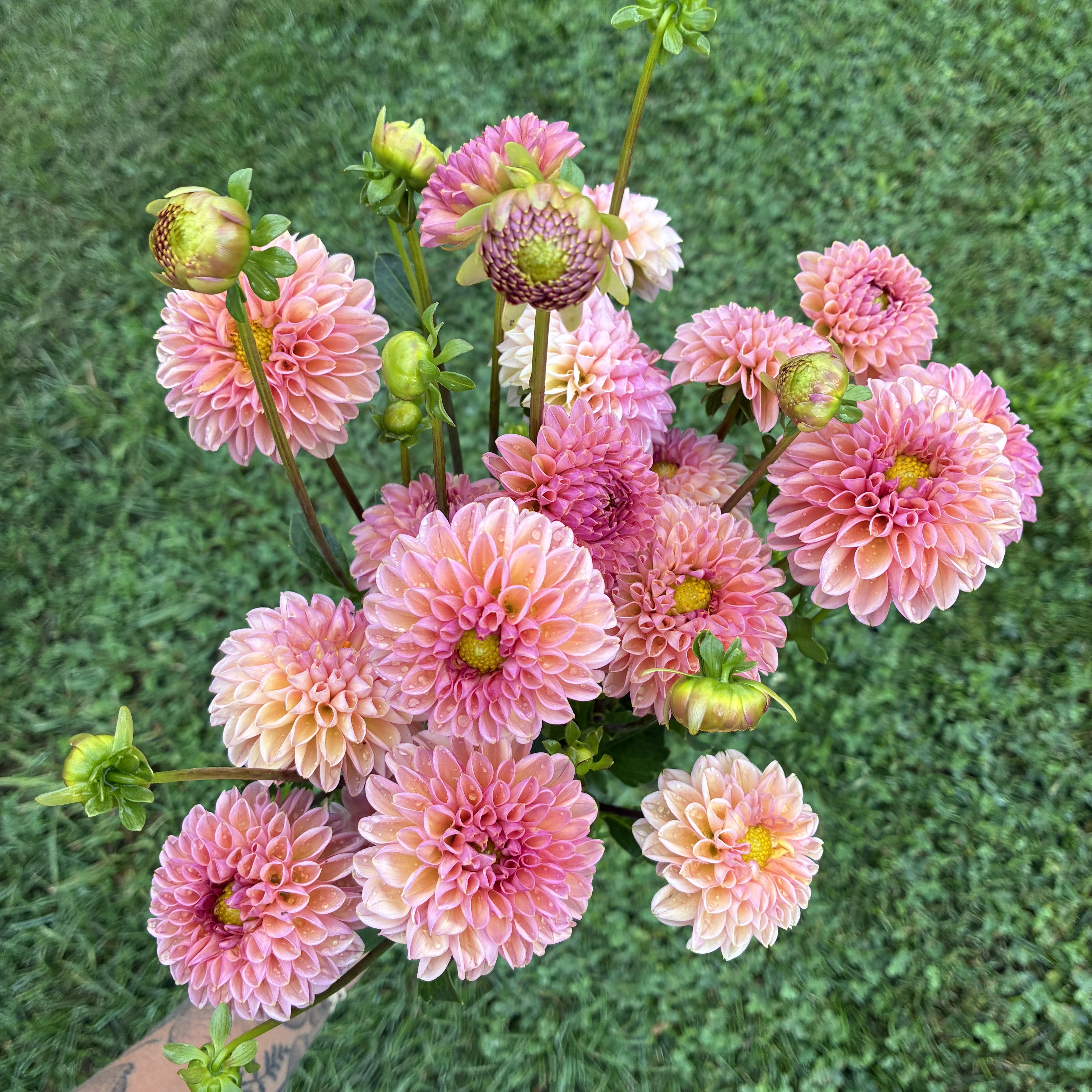 DAHLIA Snoho Jojo