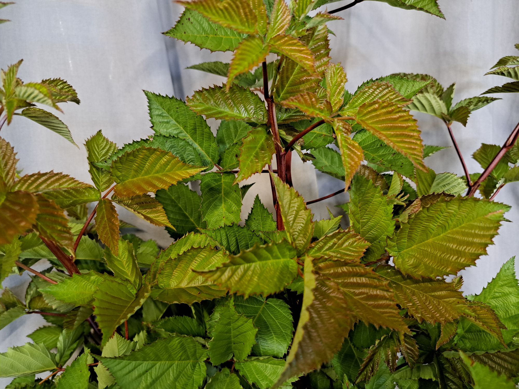 RUBUS ulmifolius
