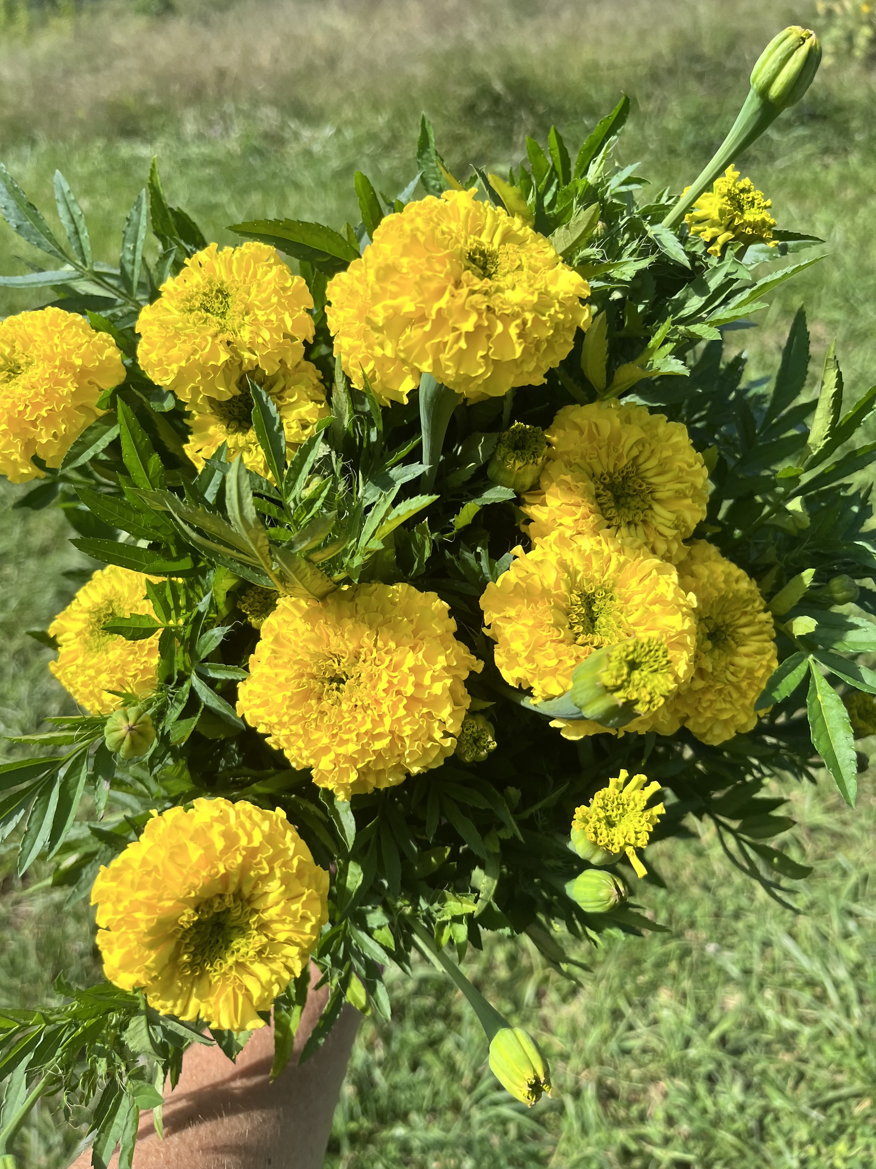 TAGETES erecta