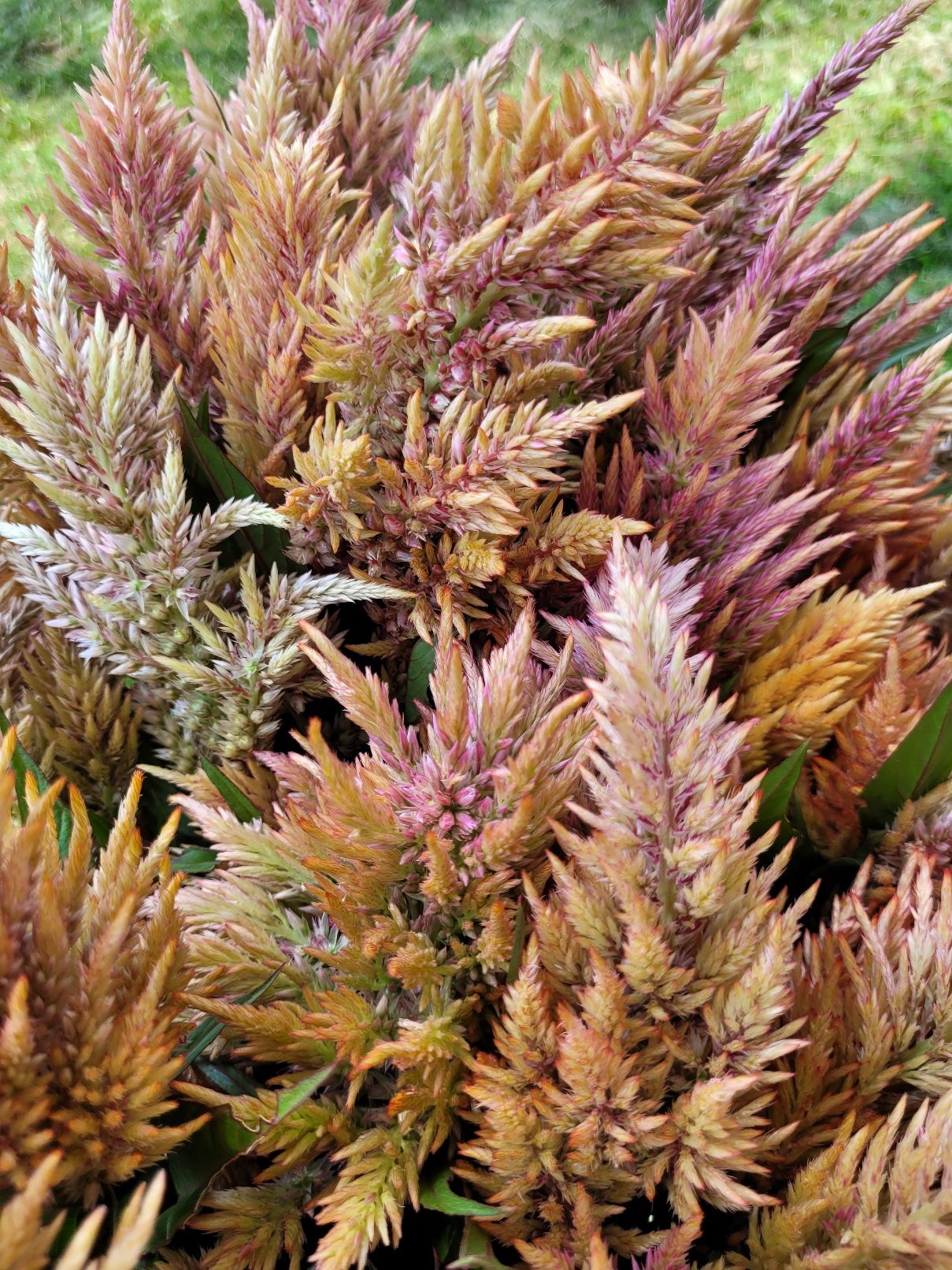 CELOSIA argentea var. plumosa Rose Gold