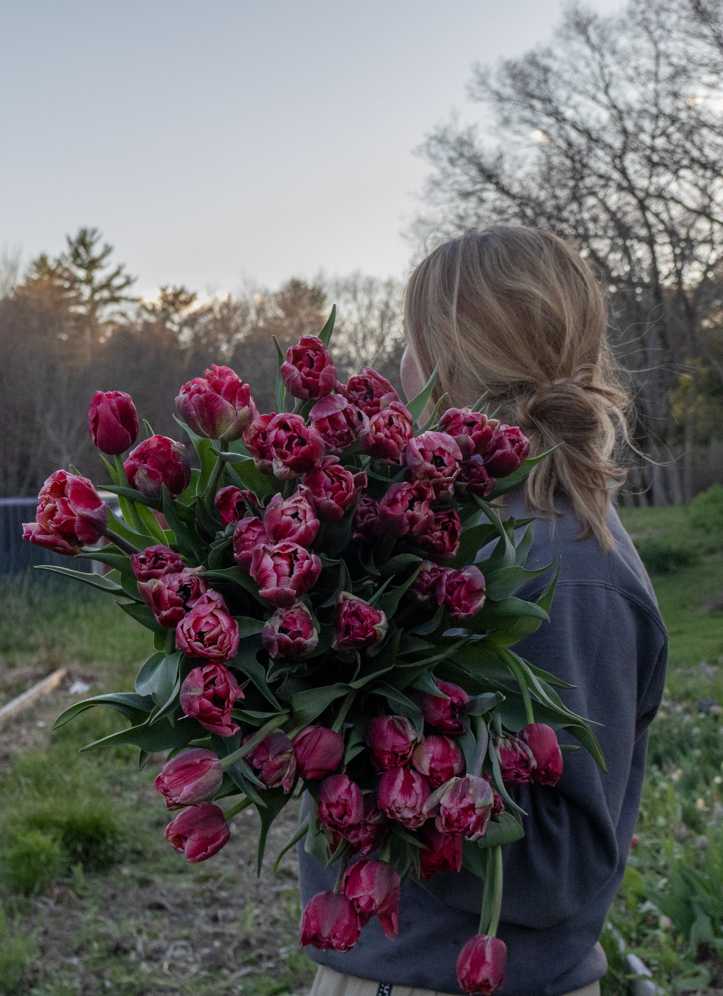 TULIPA Verona Sunrise
