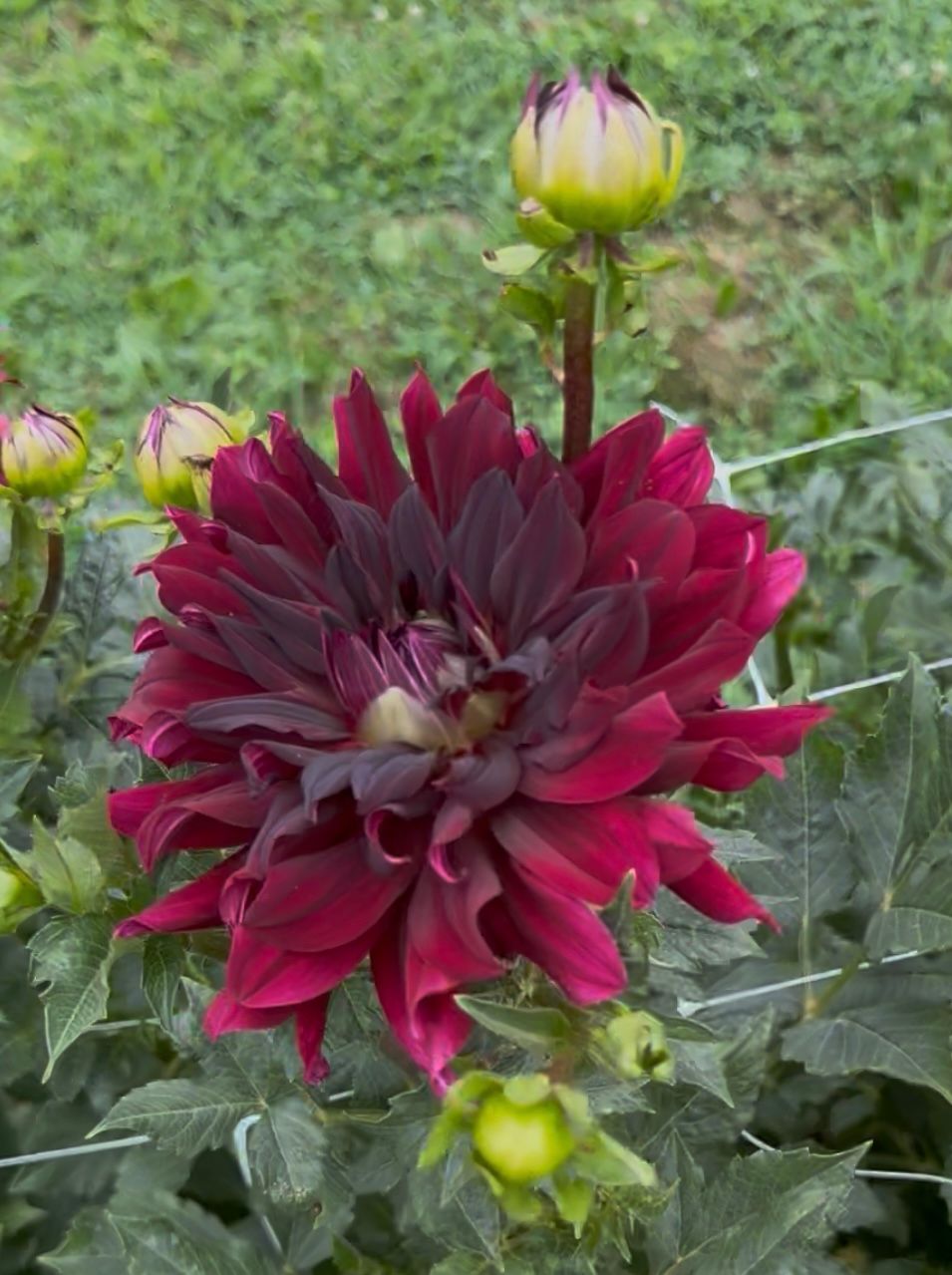 DAHLIA Rip City