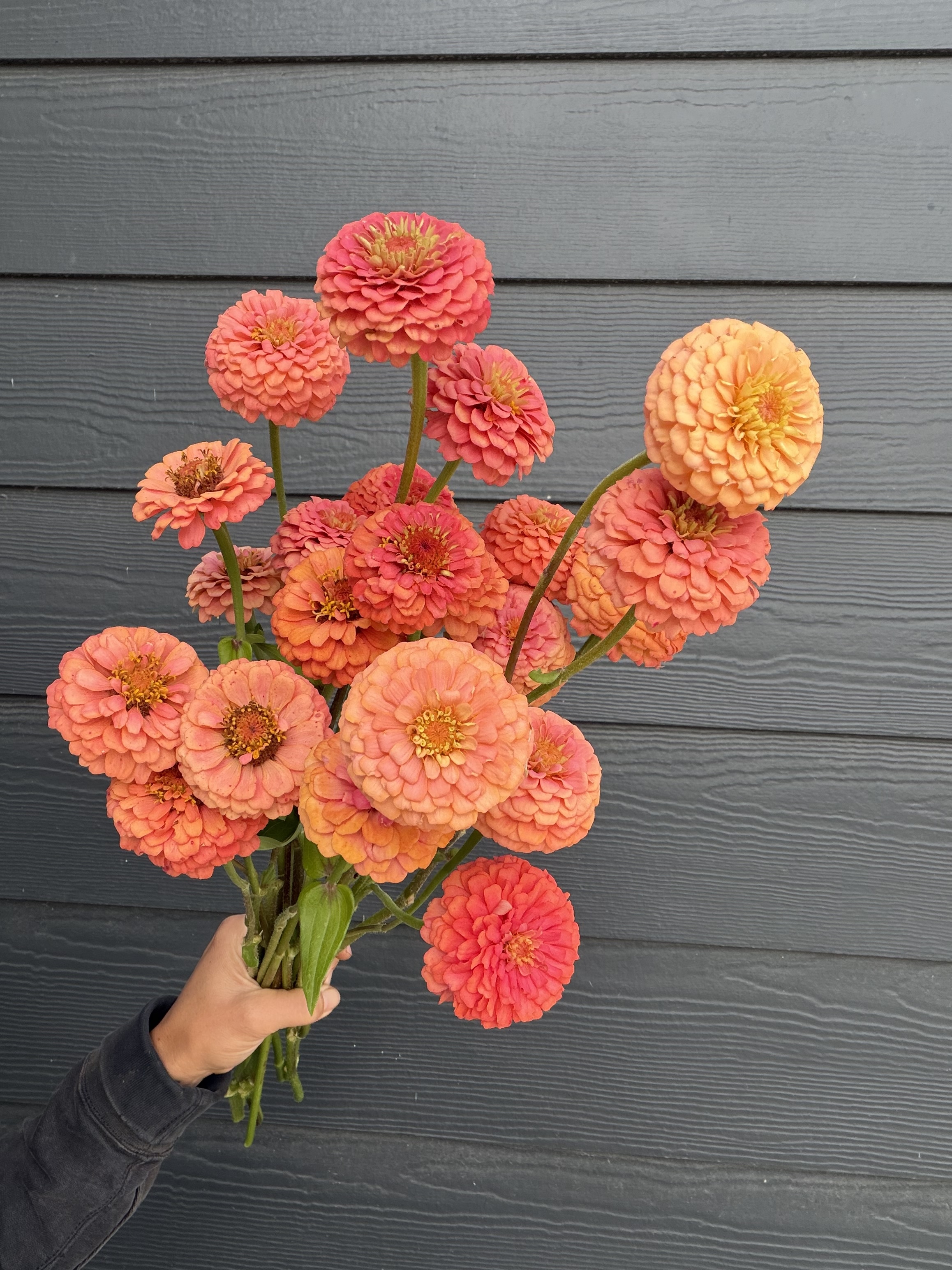 ZINNIA elegans Oklahoma Salmon