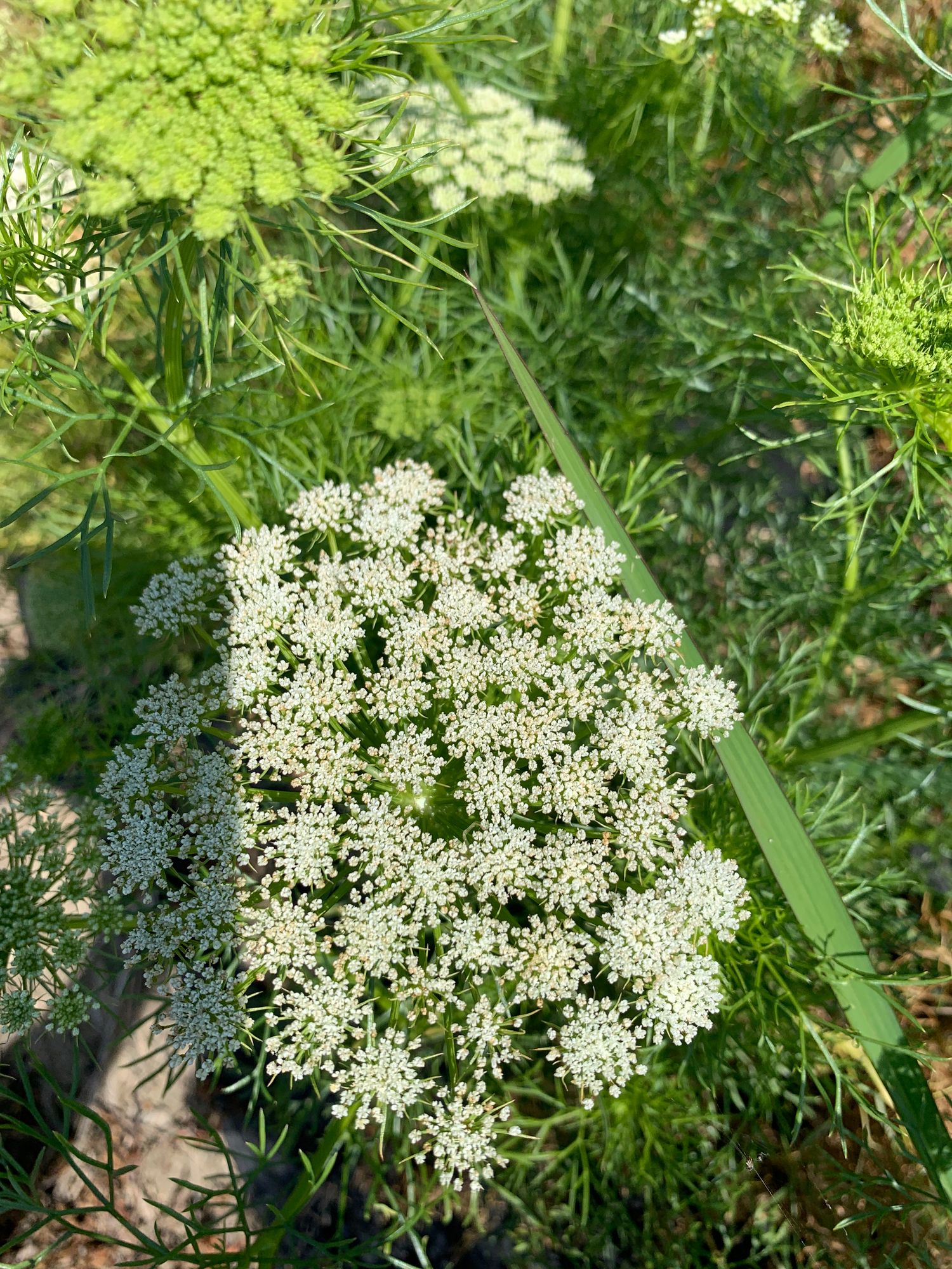 AMMI visnaga Green Mist