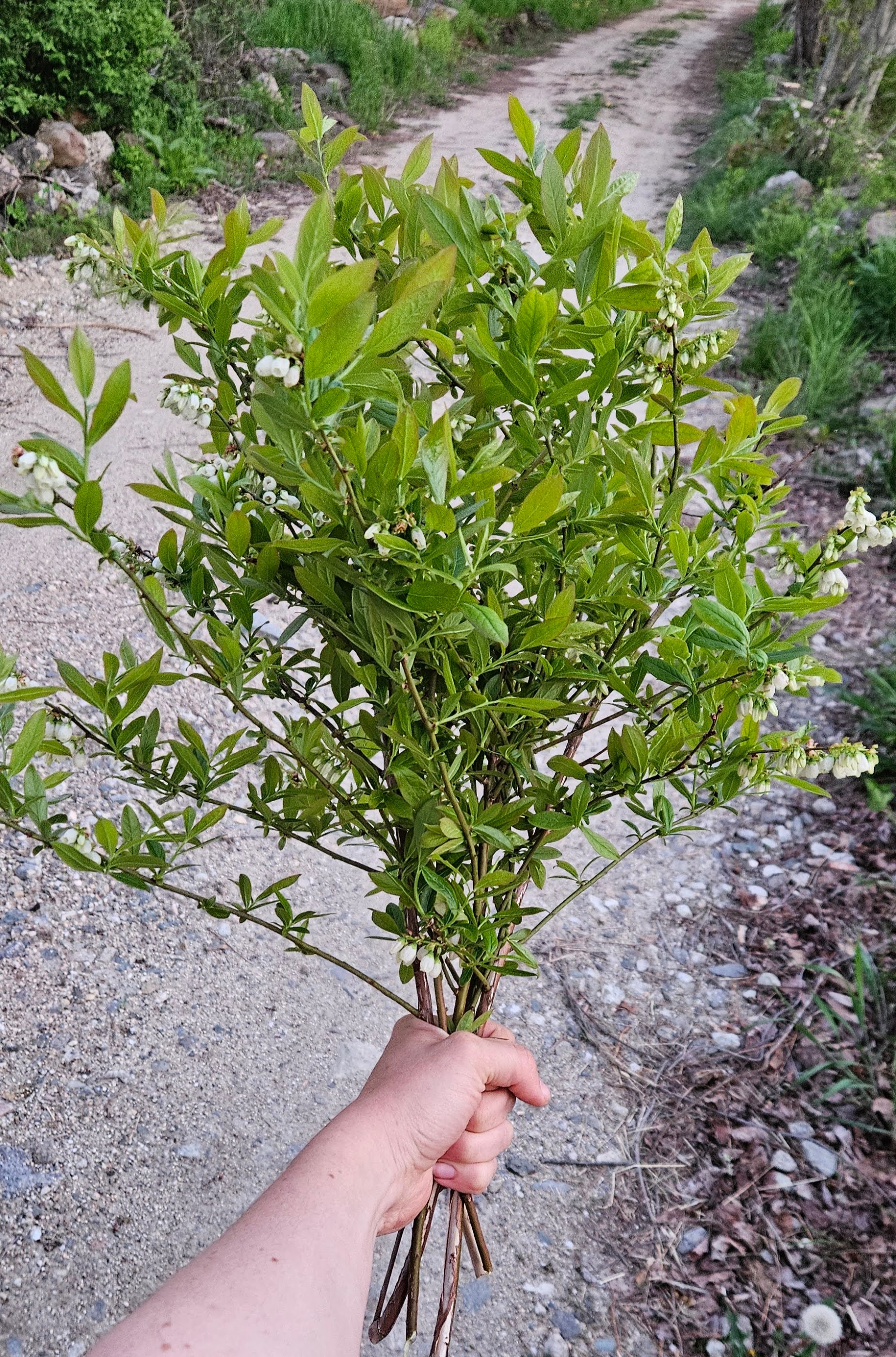 VACCINIUM corymbosum