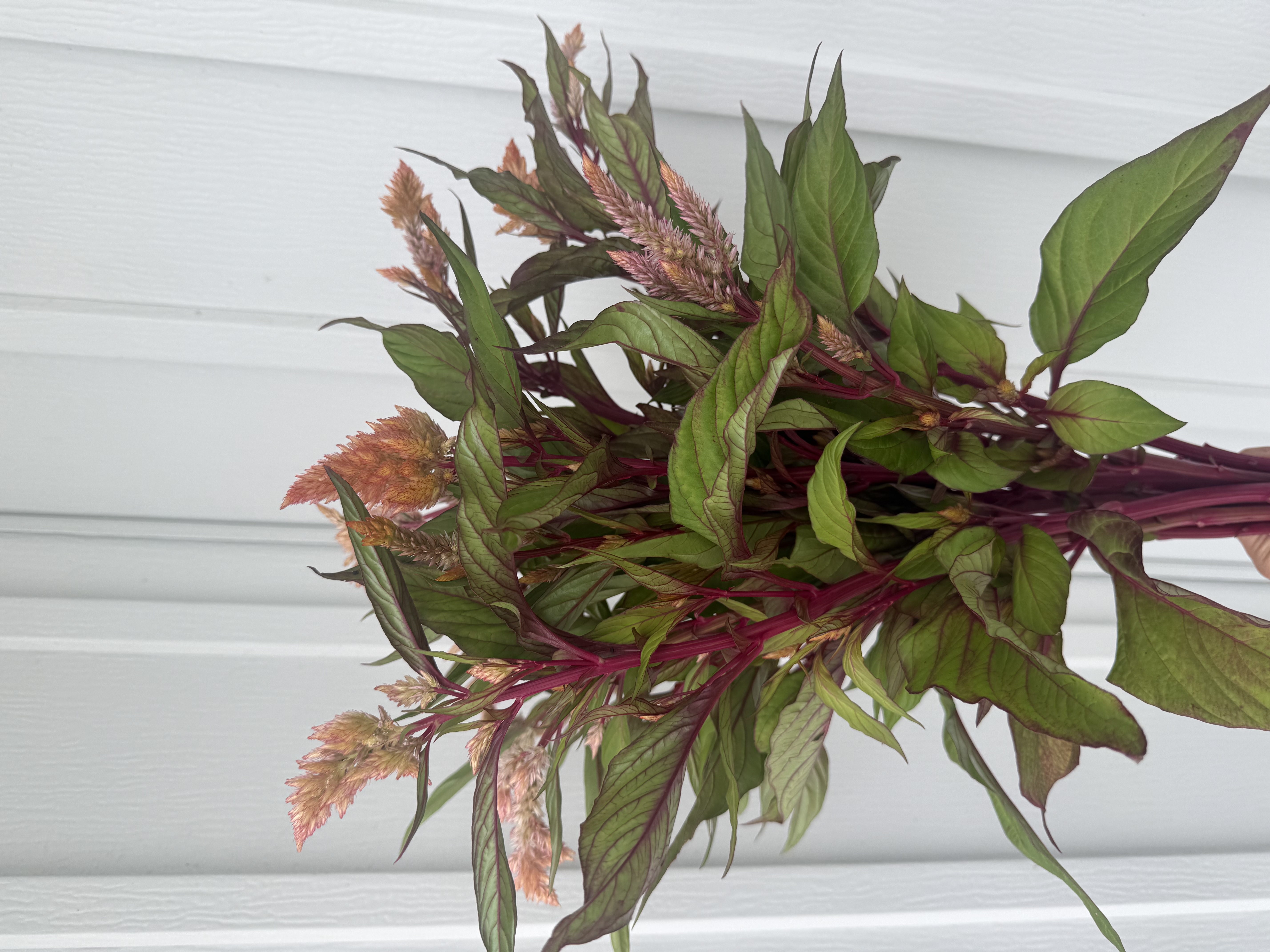 CELOSIA argentea var. plumosa Rose Gold