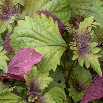 PERILLA frutescens Britton