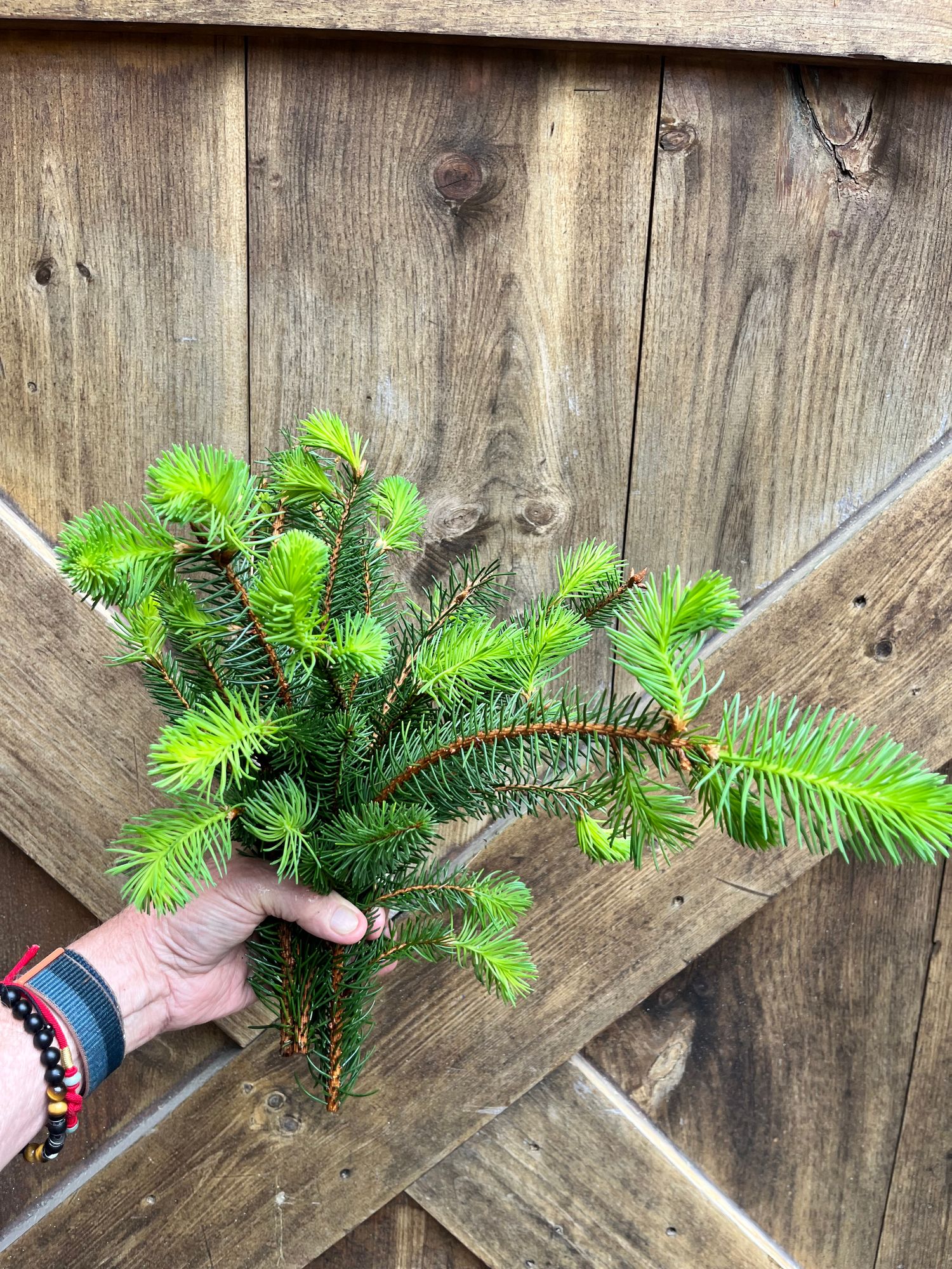 PICEA abies var. pendula