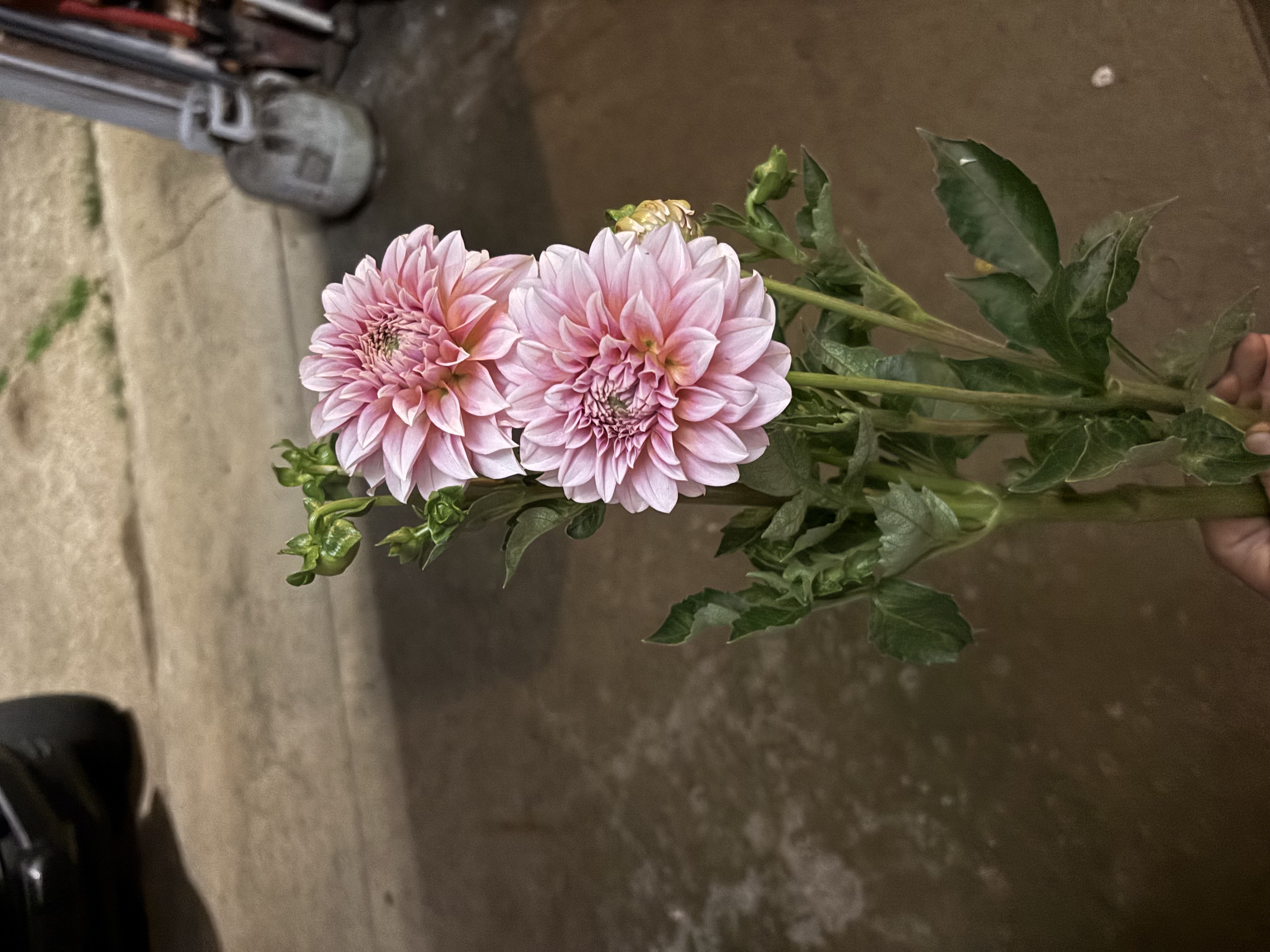DAHLIA Peaches n Cream
