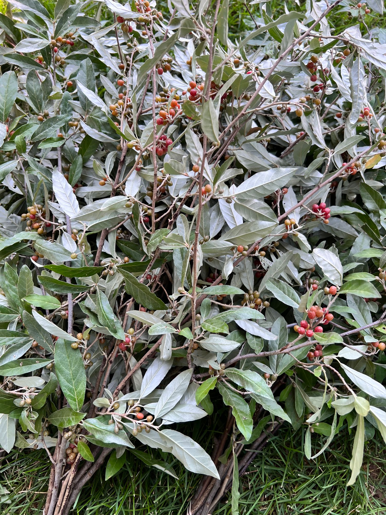 ELAEAGNUS umbellata