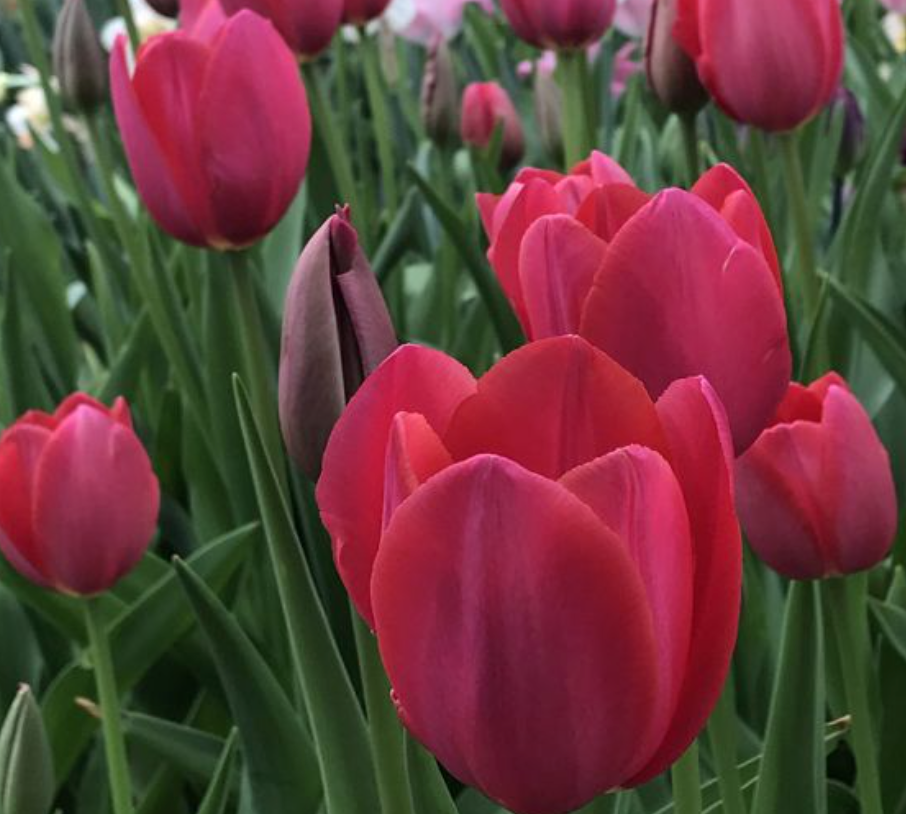 TULIPA